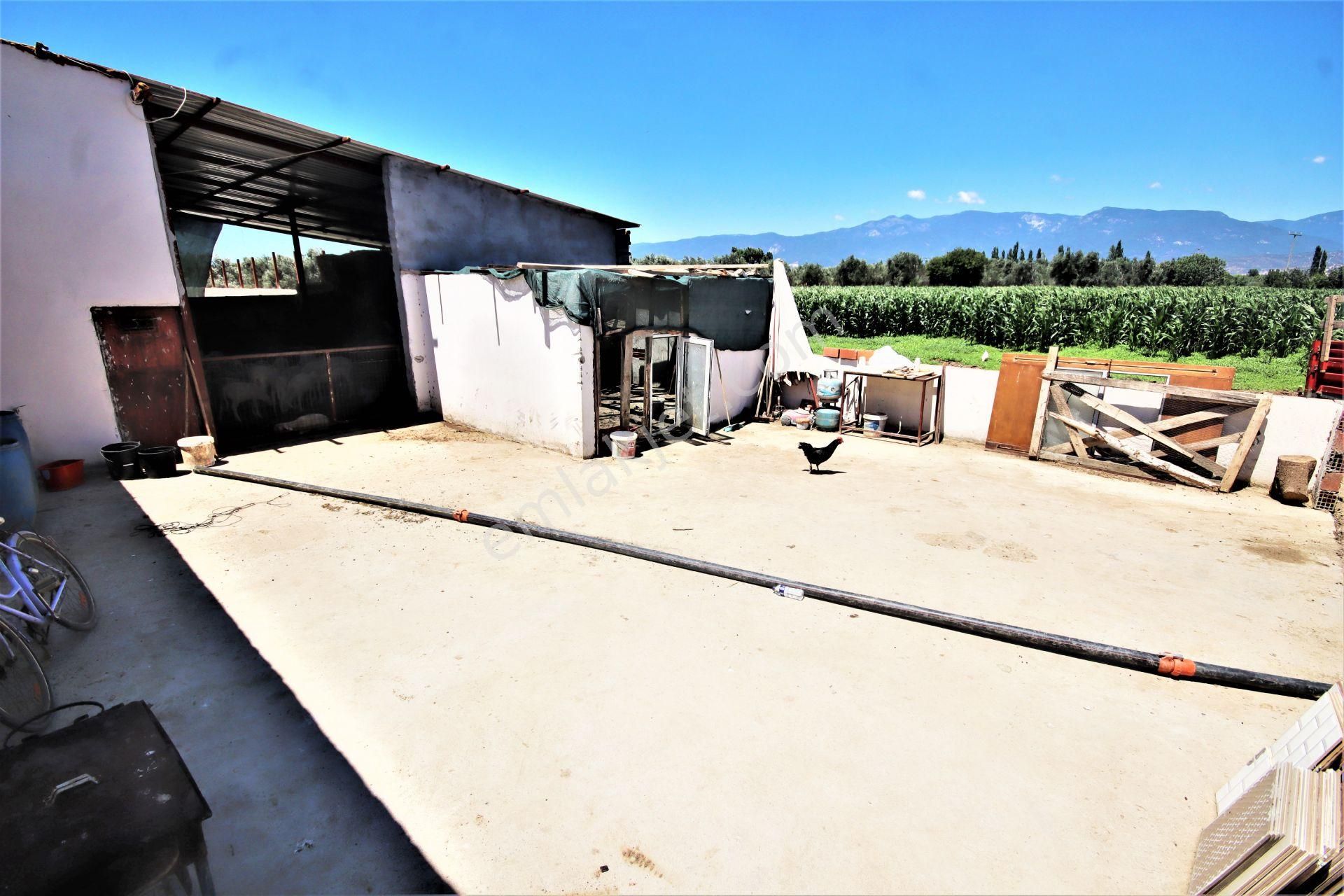 Aygül Den Edremit Çıkrıkçı Da Elektrik Suyu Olan 16.500 M2 Satılık Çiftlik Ve 3+1 Mustakil Daire - Görsel 23