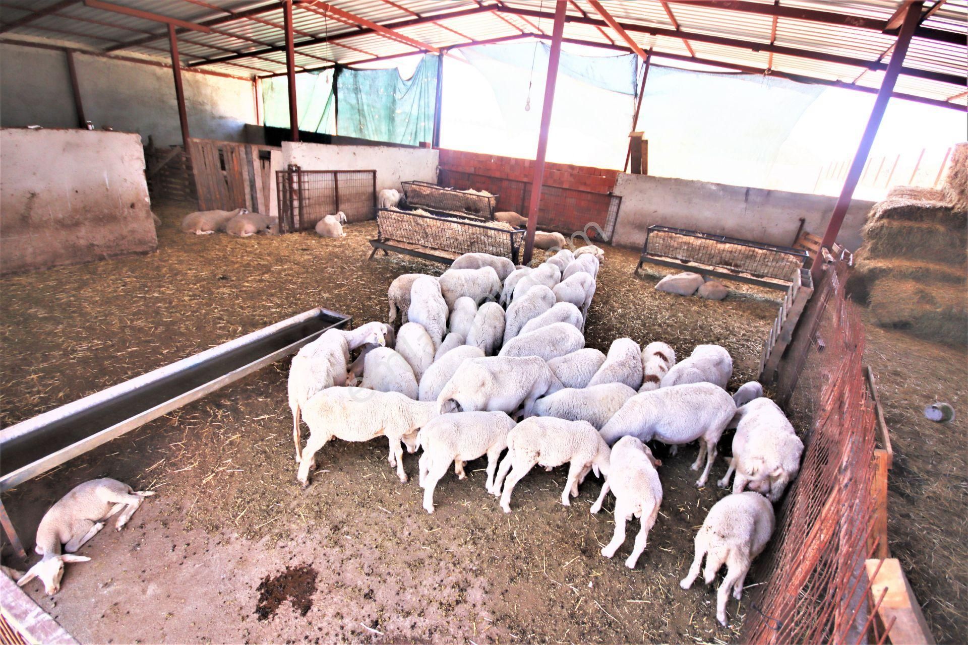 Aygül Den Edremit Çıkrıkçı Da Elektrik Suyu Olan 16.500 M2 Satılık Çiftlik Ve 3+1 Mustakil Daire - Görsel 13