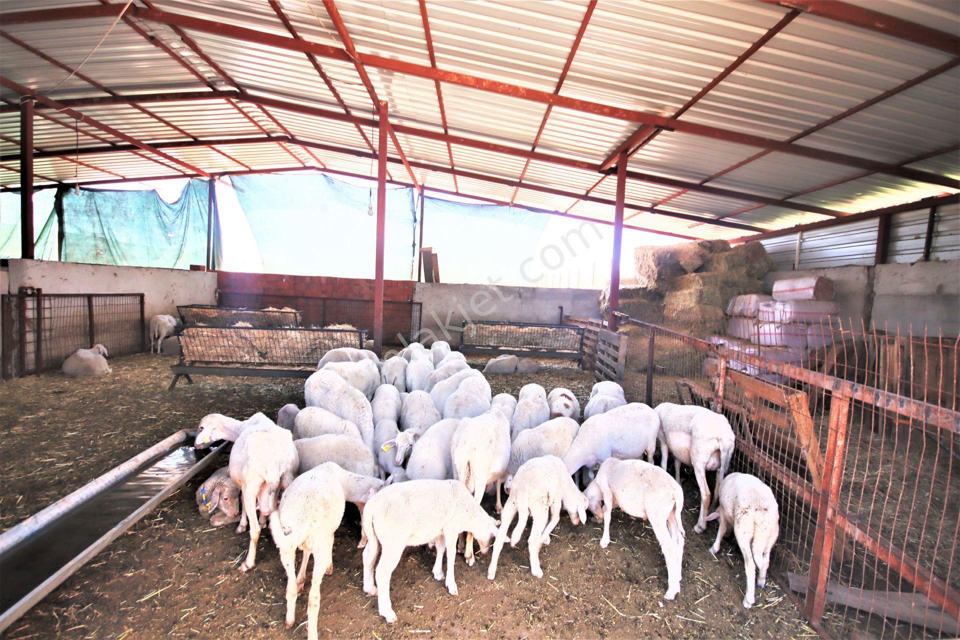 Aygül Den Edremit Çıkrıkçı Da Elektrik Suyu Olan 16.500 M2 Satılık Çiftlik Ve 3+1 Mustakil Daire - Görsel 12