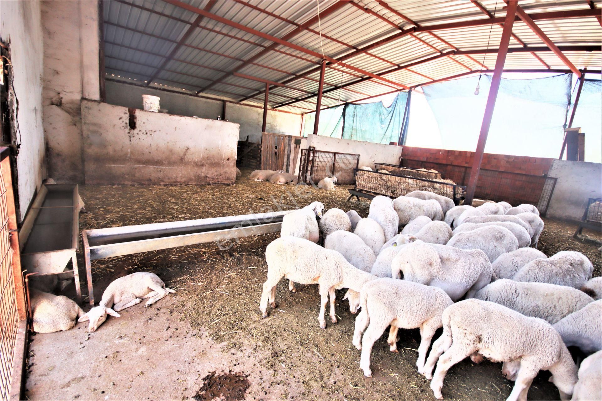 Aygül Den Edremit Çıkrıkçı Da Elektrik Suyu Olan 16.500 M2 Satılık Çiftlik Ve 3+1 Mustakil Daire - Görsel 14