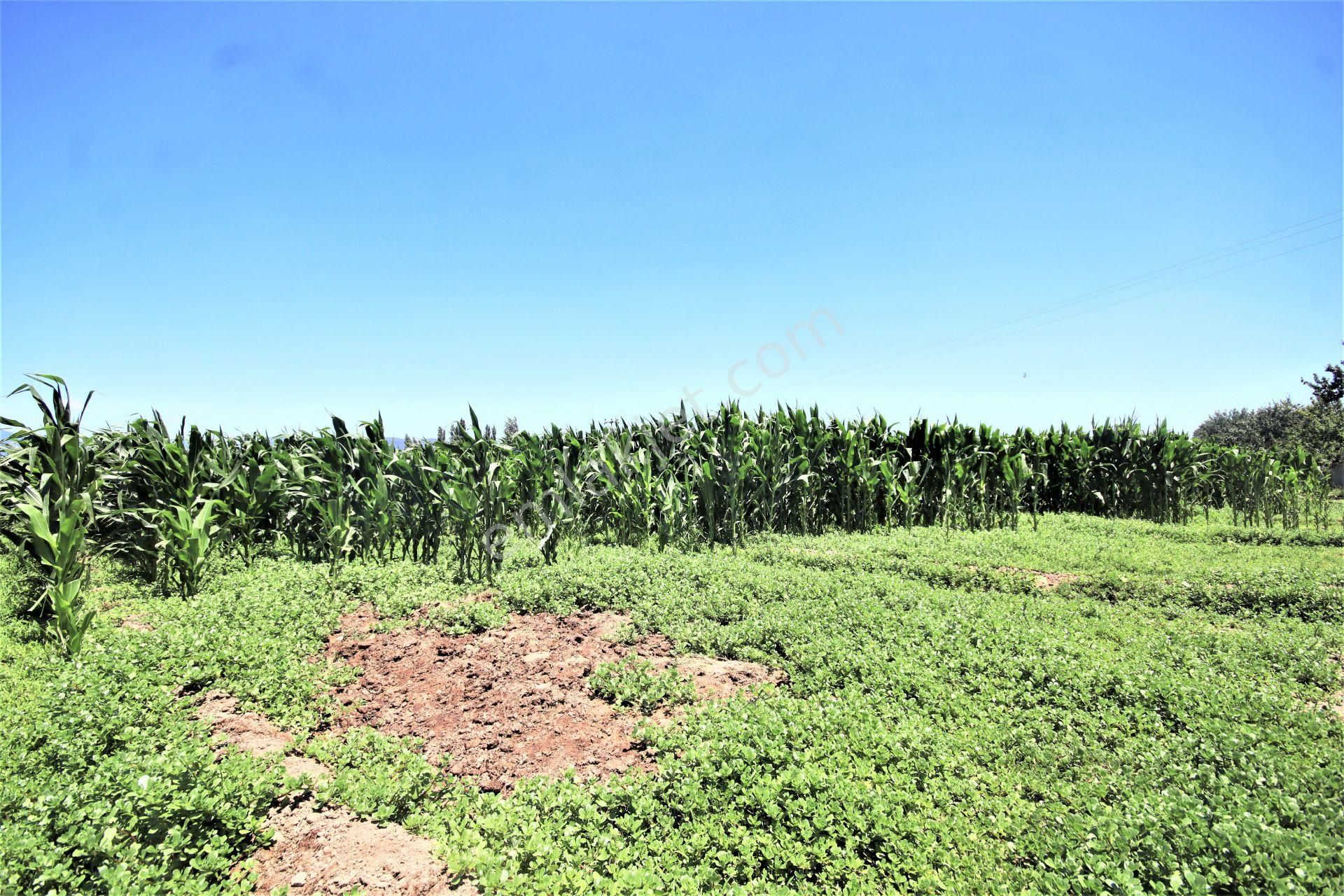 Aygül Den Edremit Çıkrıkçı Da Elektrik Suyu Olan 16.500 M2 Satılık Çiftlik Ve 3+1 Mustakil Daire - Görsel 25