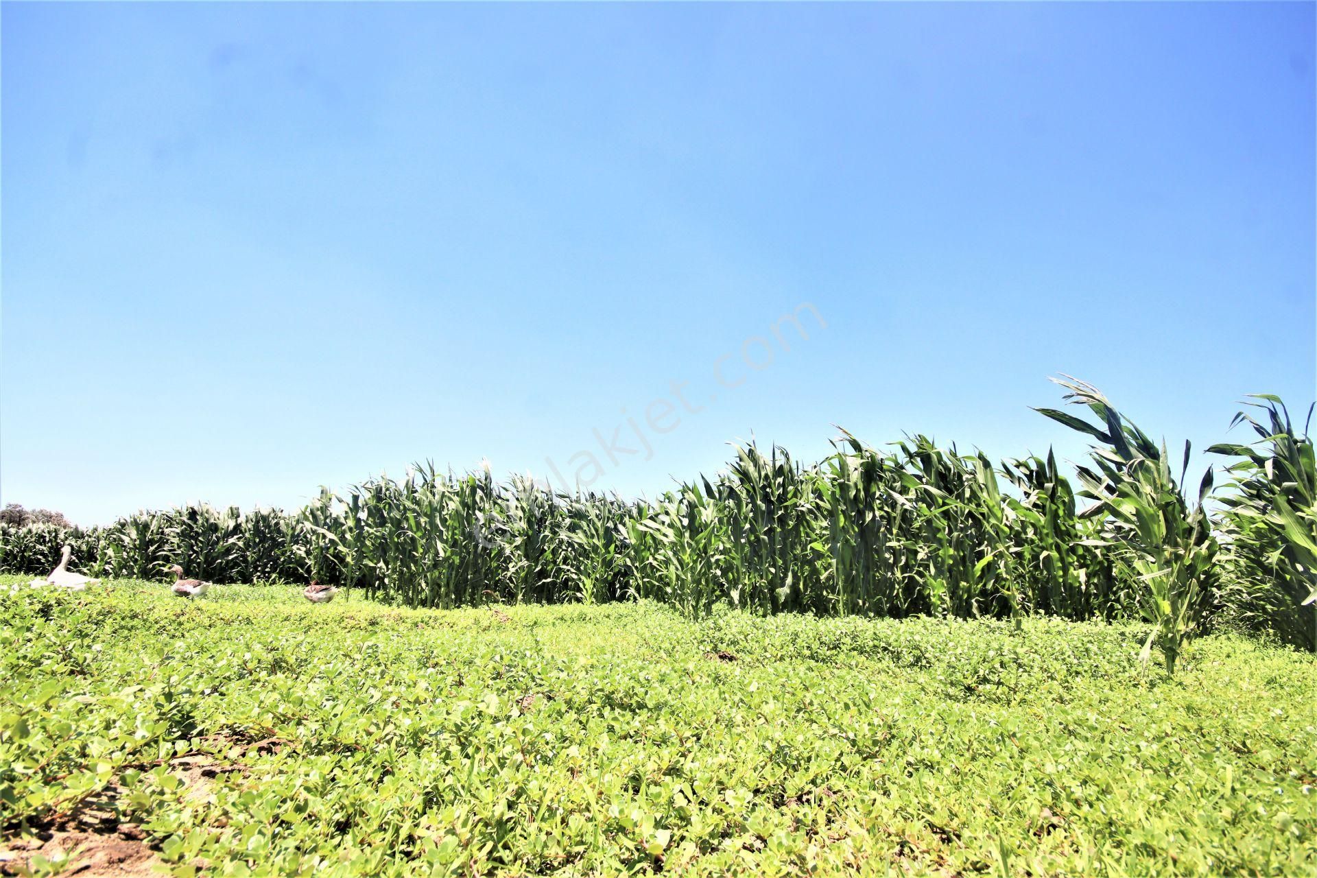 Aygül Den Edremit Çıkrıkçı Da Elektrik Suyu Olan 16.500 M2 Satılık Çiftlik Ve 3+1 Mustakil Daire - Görsel 17
