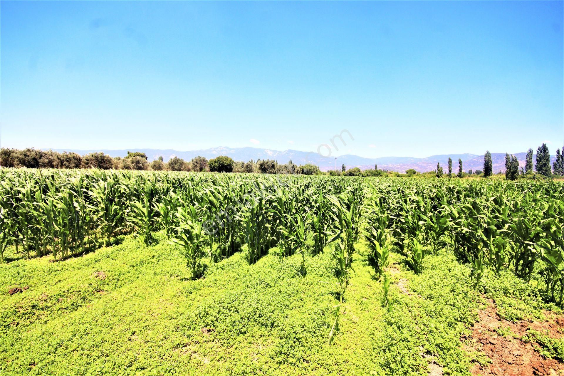 Aygül Den Edremit Çıkrıkçı Da Elektrik Suyu Olan 16.500 M2 Satılık Çiftlik Ve 3+1 Mustakil Daire - Görsel 19