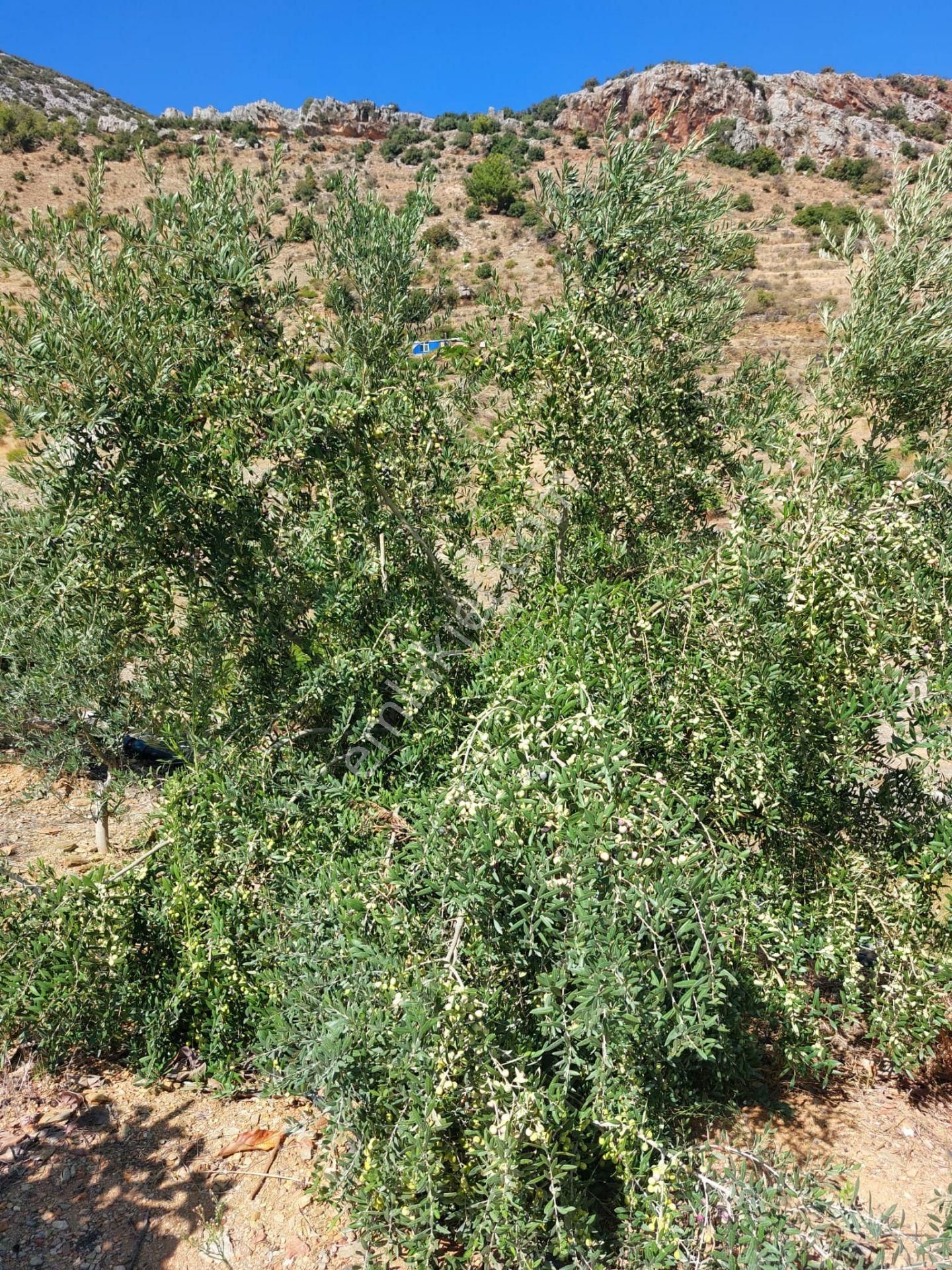Mersin Anamur Karadere Satılık Avokado Bahçesi - Görsel 23
