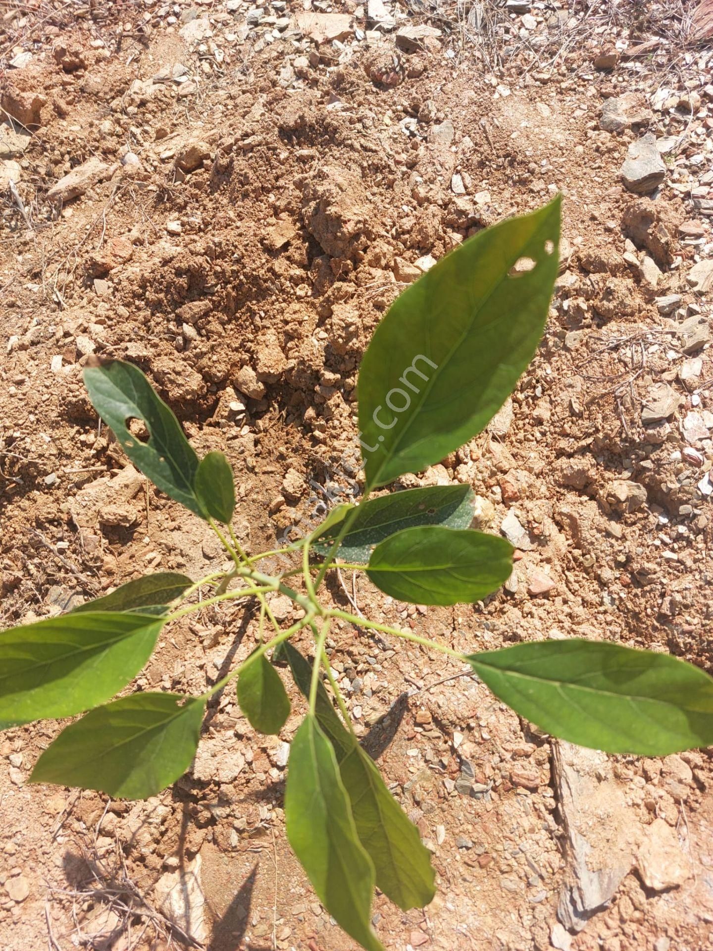 Mersin Anamur Karadere Satılık Avokado Bahçesi - Görsel 13