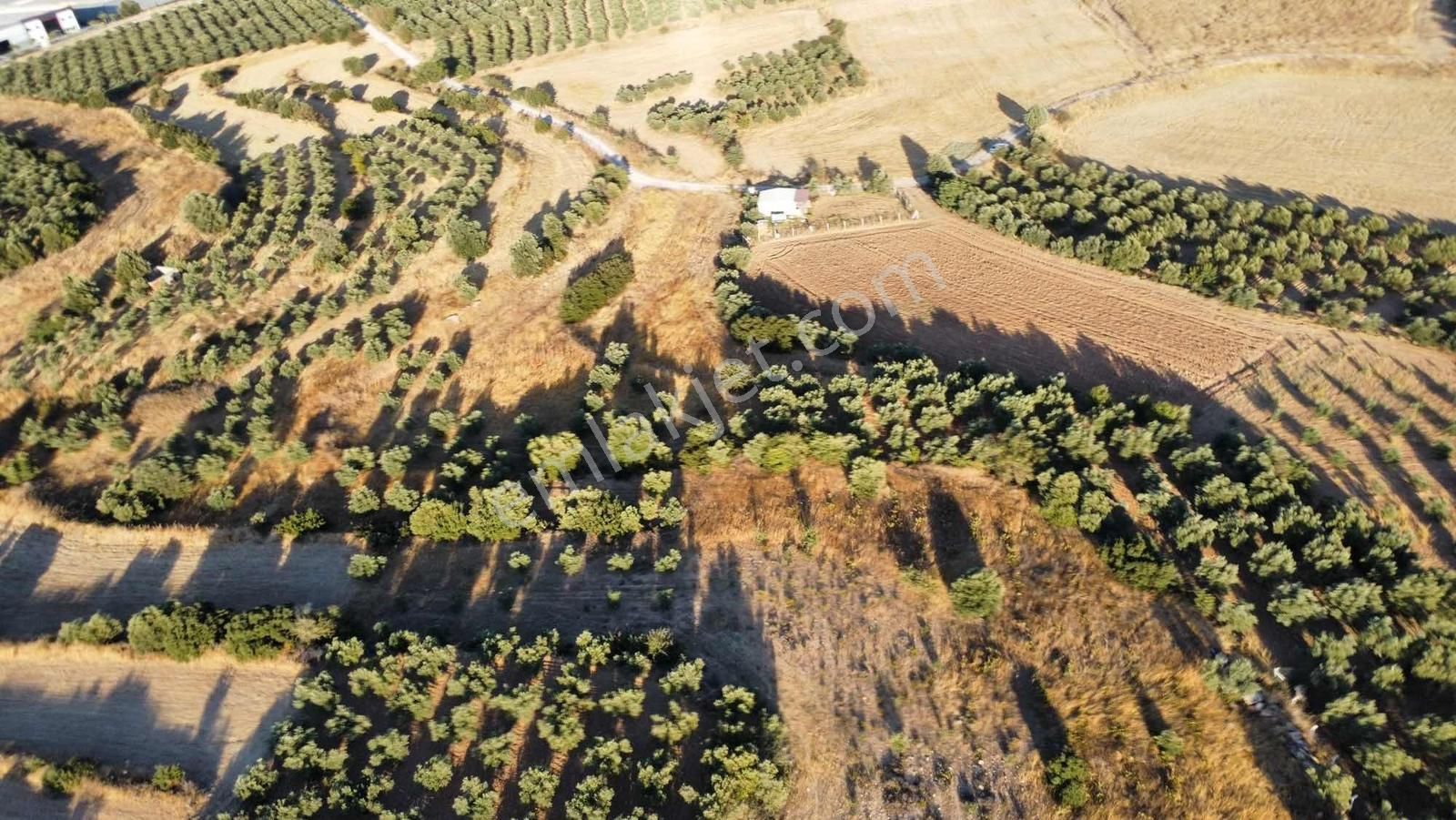 Remax Arma'dan Bulgurca Mah Acil Satılık 7540m2 Tarla - Görsel 14