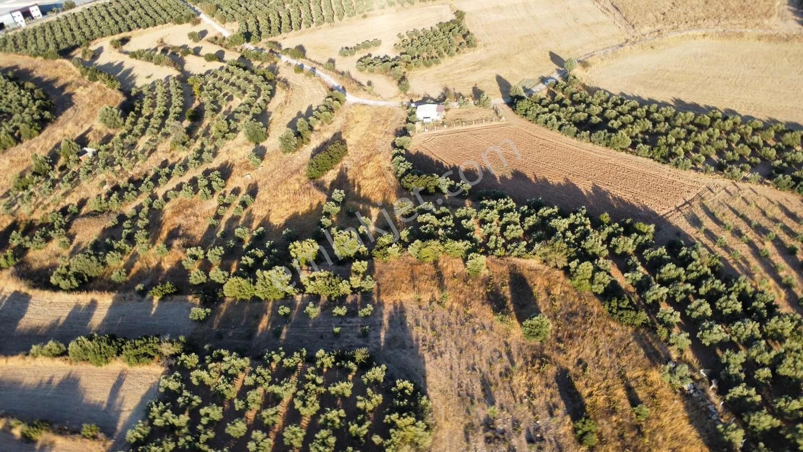 Remax Arma'dan Bulgurca Mah Acil Satılık 7540m2 Tarla - Görsel 34