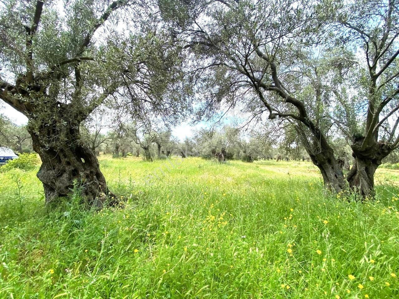 Aktiften Burhaniye Taylıelinde 888m2 İçerisinde 20 Adet Zeytin Ağacı Bulunan Satılık Zeytinlik 🌴 - Görsel 14