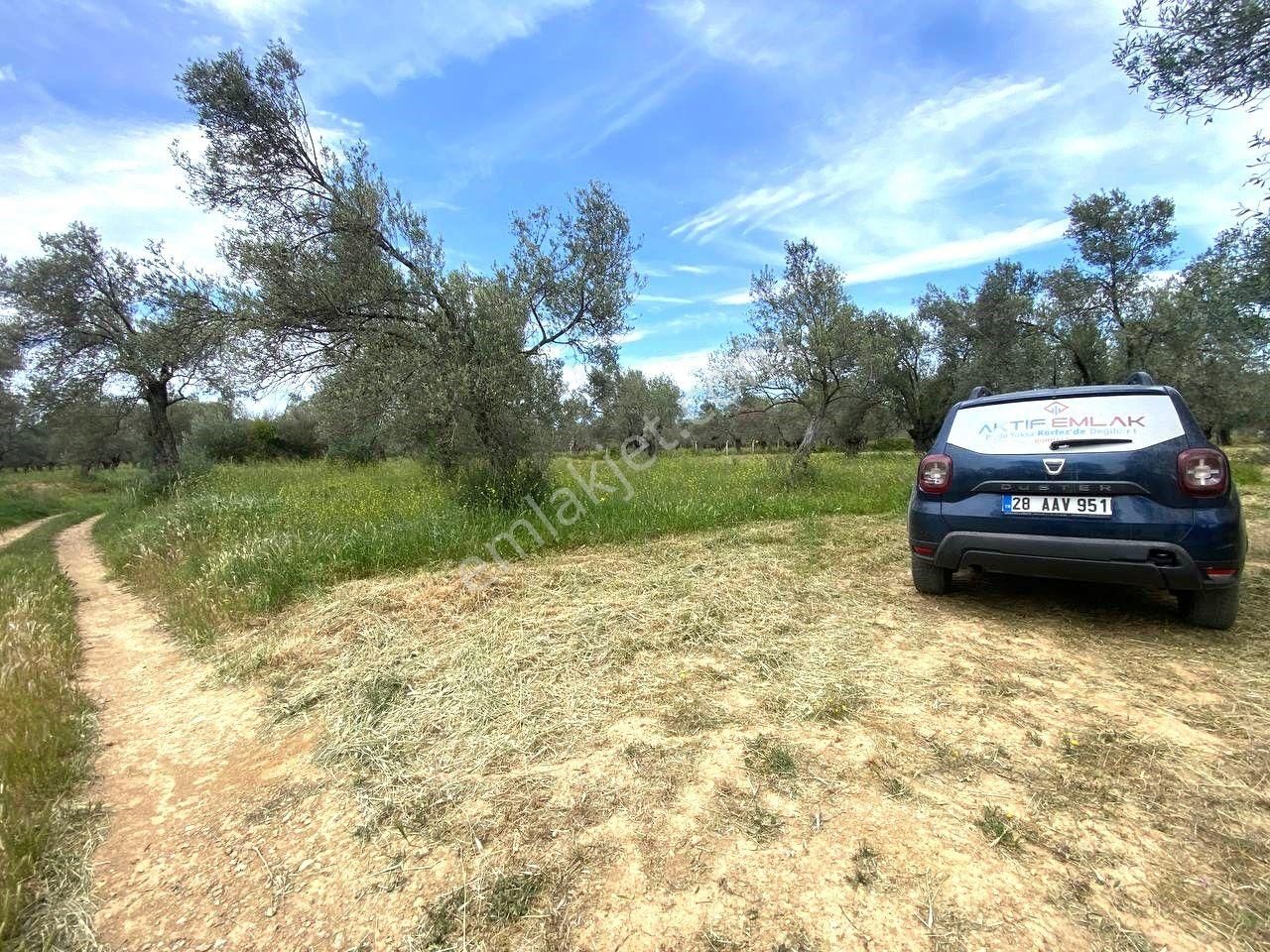 Aktiften Burhaniye Taylıelinde 888m2 İçerisinde 20 Adet Zeytin Ağacı Bulunan Satılık Zeytinlik 🌴 - Görsel 33