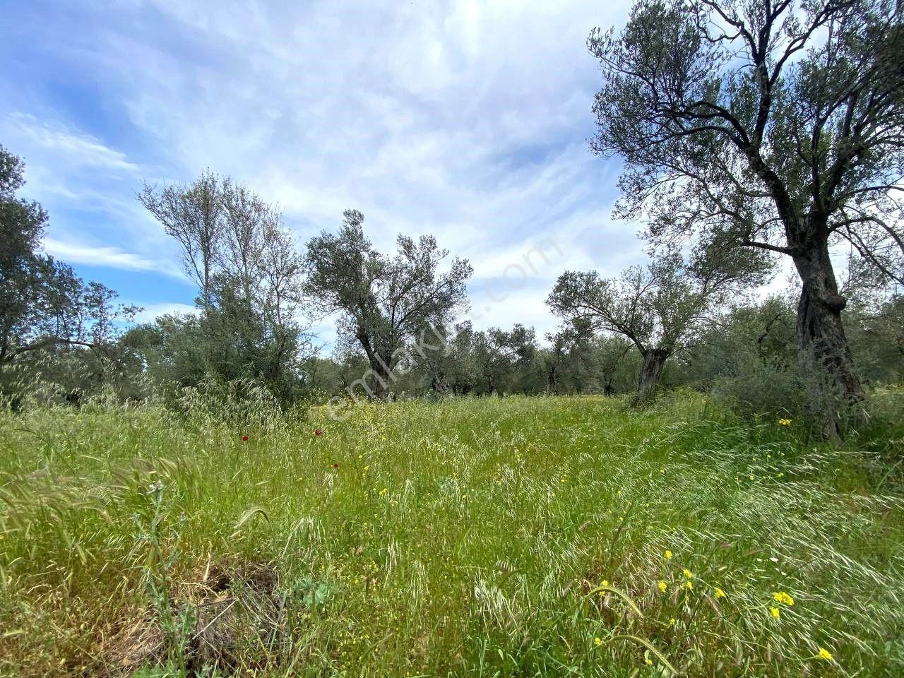 Aktiften Burhaniye Taylıelinde 888m2 İçerisinde 20 Adet Zeytin Ağacı Bulunan Satılık Zeytinlik 🌴 - Görsel 30