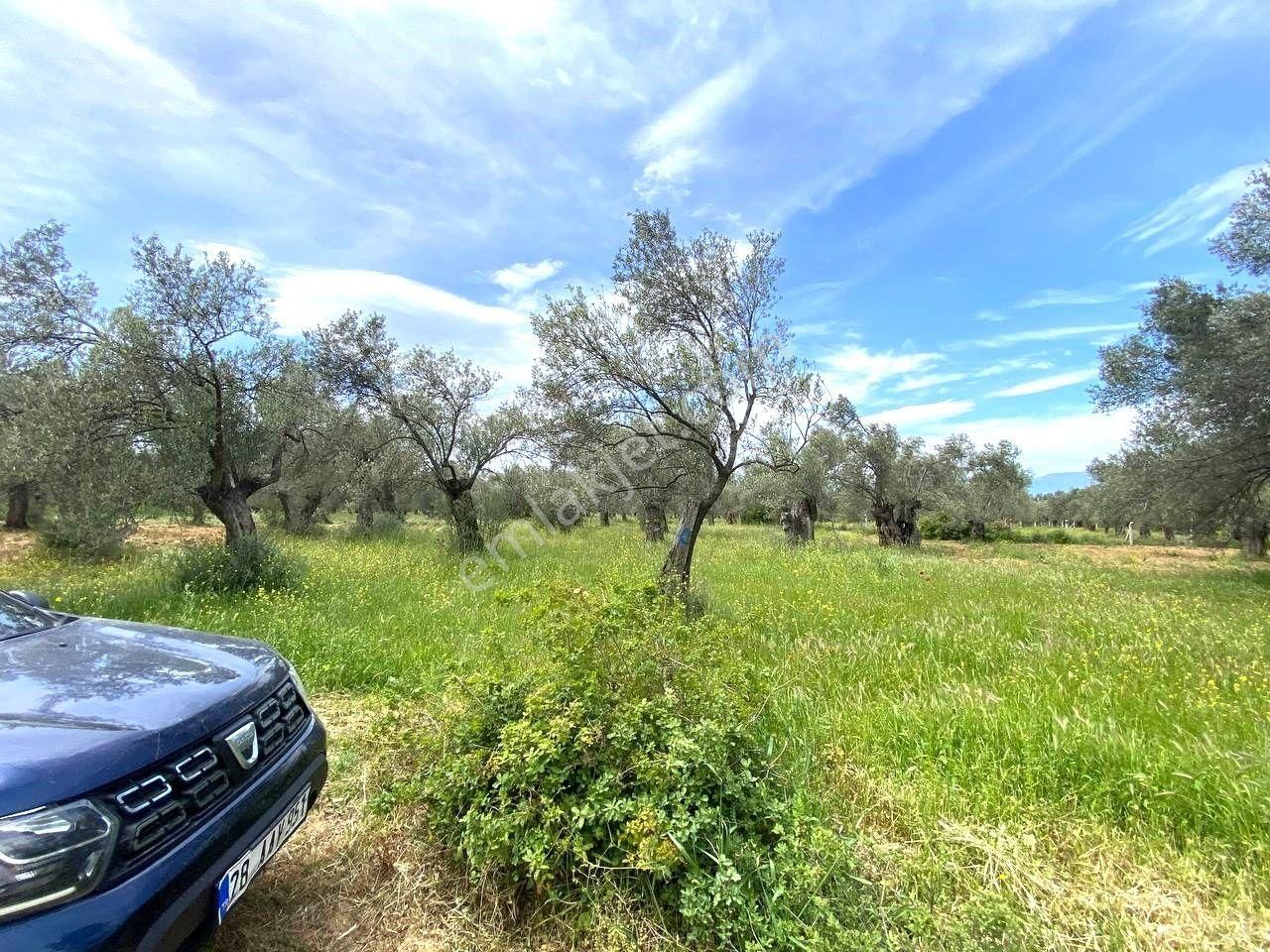 Aktiften Burhaniye Taylıelinde 888m2 İçerisinde 20 Adet Zeytin Ağacı Bulunan Satılık Zeytinlik 🌴 - Görsel 23