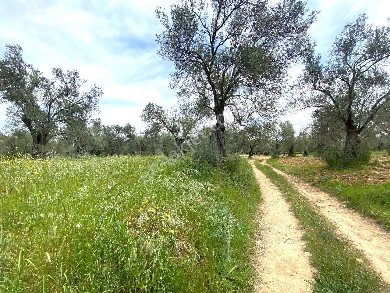 Aktiften Burhaniye Taylıelinde 888m2 İçerisinde 20 Adet Zeytin Ağacı Bulunan Satılık Zeytinlik 🌴 - Görsel 29