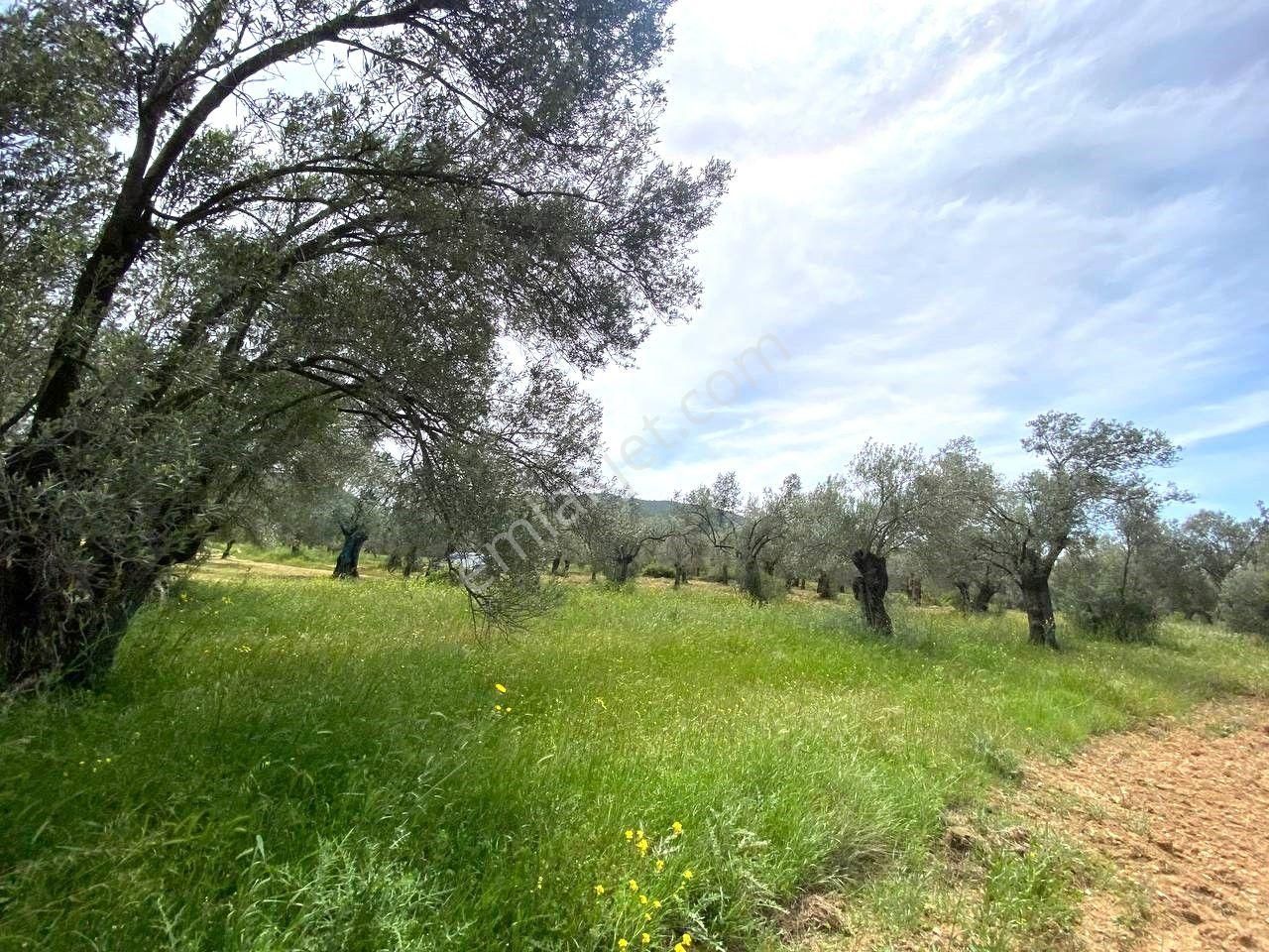 Aktiften Burhaniye Taylıelinde 888m2 İçerisinde 20 Adet Zeytin Ağacı Bulunan Satılık Zeytinlik 🌴 - Görsel 10