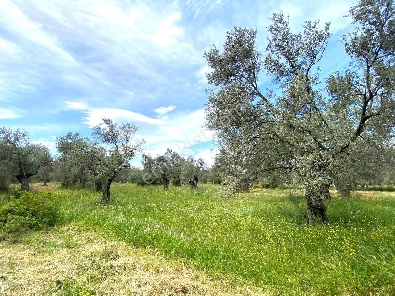 Aktiften Burhaniye Taylıelinde 888m2 İçerisinde 20 Adet Zeytin Ağacı Bulunan Satılık Zeytinlik 🌴 - Görsel 19