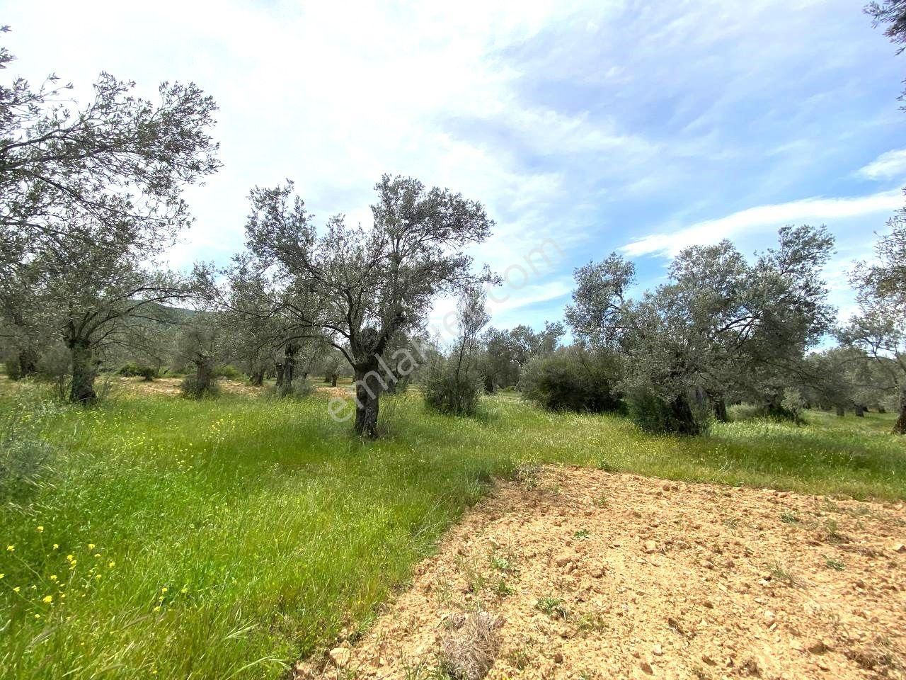 Aktiften Burhaniye Taylıelinde 888m2 İçerisinde 20 Adet Zeytin Ağacı Bulunan Satılık Zeytinlik 🌴 - Görsel 4