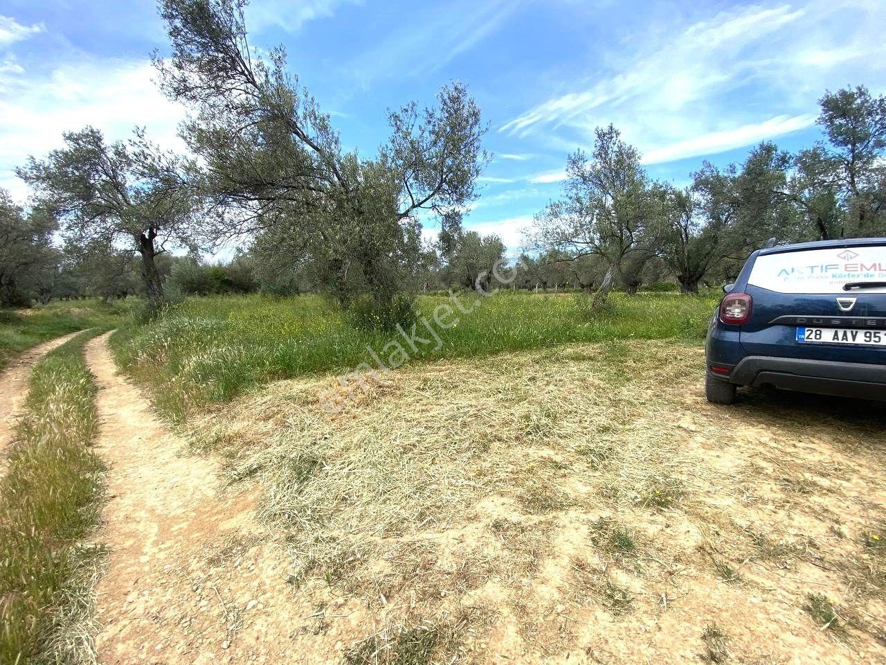Aktiften Burhaniye Taylıelinde 888m2 İçerisinde 20 Adet Zeytin Ağacı Bulunan Satılık Zeytinlik 🌴 - Görsel 34
