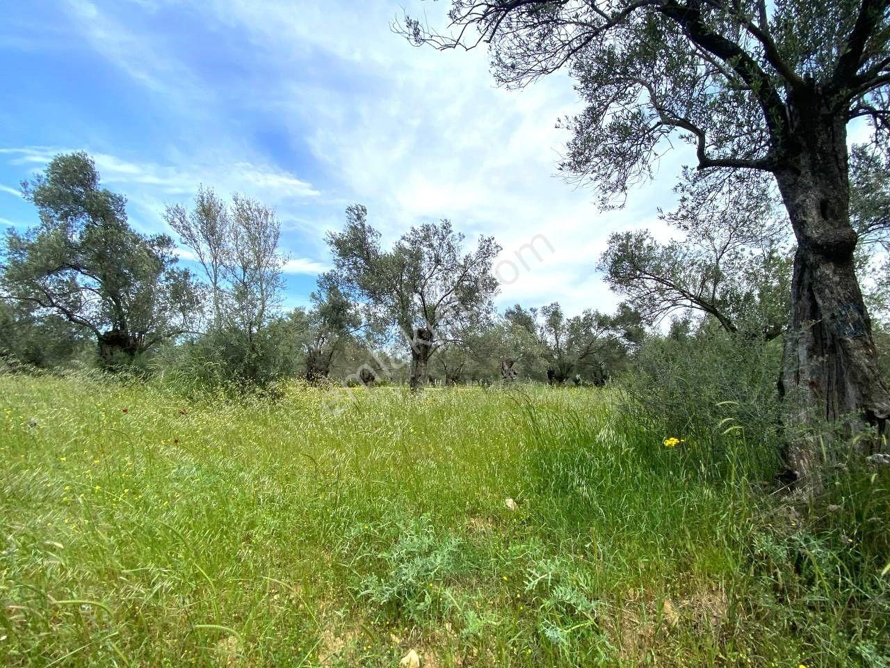 Aktiften Burhaniye Taylıelinde 888m2 İçerisinde 20 Adet Zeytin Ağacı Bulunan Satılık Zeytinlik 🌴 - Görsel 32
