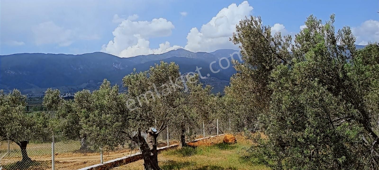 Kızılkeçili Köyünde Etrafı Telle Çevrili Köşe Parsel Zeytinlik
