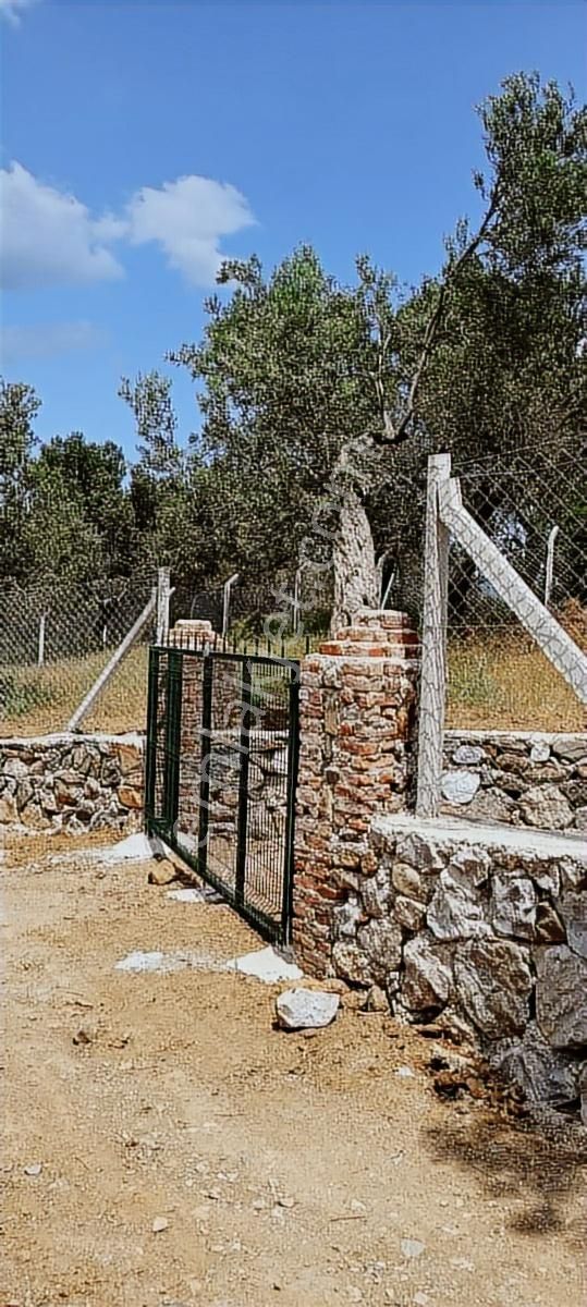 Kızılkeçili Köyünde Etrafı Telle Çevrili Köşe Parsel Zeytinlik - Görsel 2