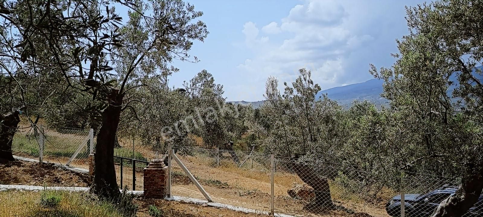 Kızılkeçili Köyünde Etrafı Telle Çevrili Köşe Parsel Zeytinlik - Görsel 5
