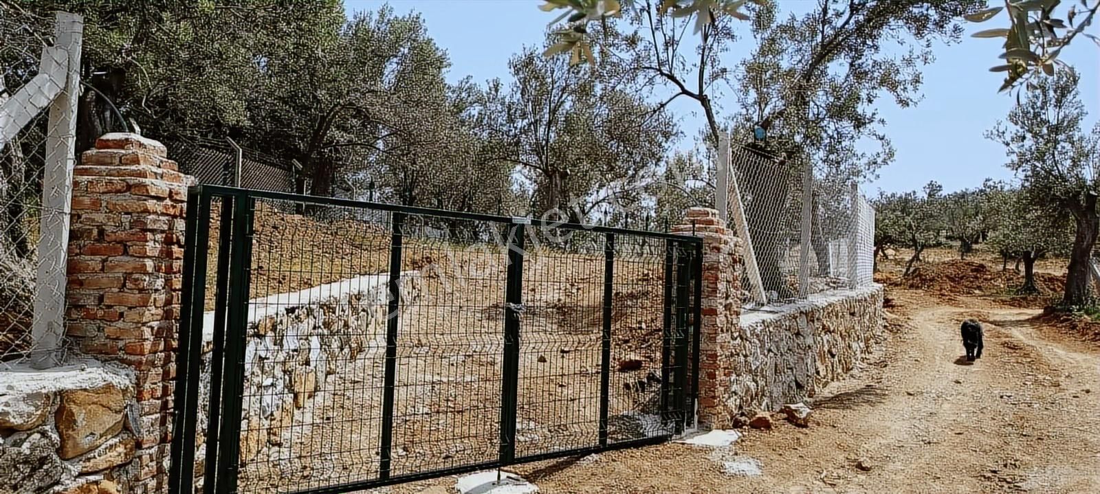 Kızılkeçili Köyünde Etrafı Telle Çevrili Köşe Parsel Zeytinlik - Görsel 16