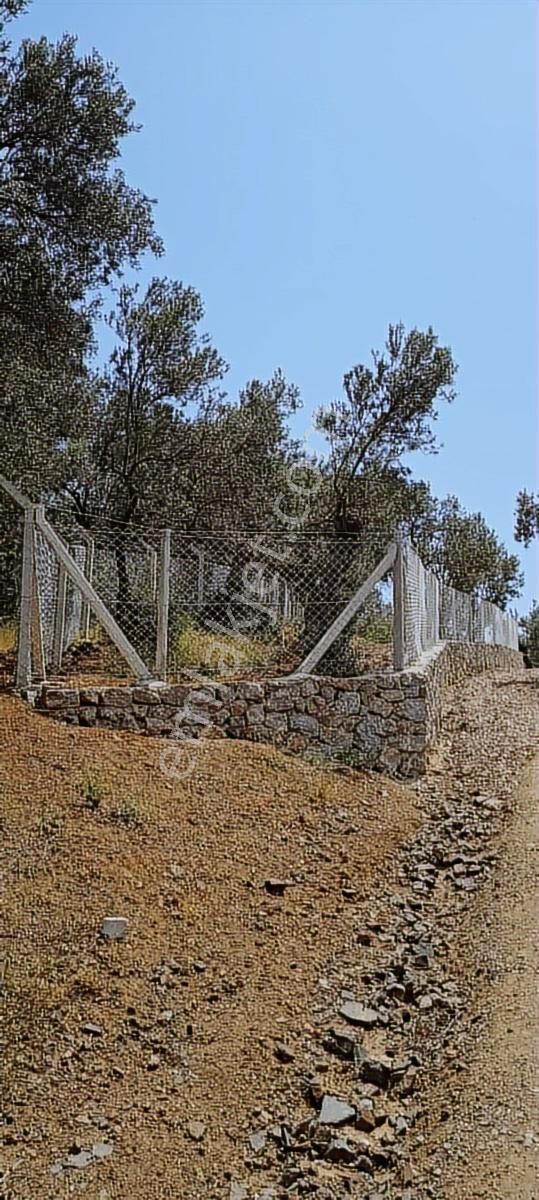 Kızılkeçili Köyünde Etrafı Telle Çevrili Köşe Parsel Zeytinlik - Görsel 11