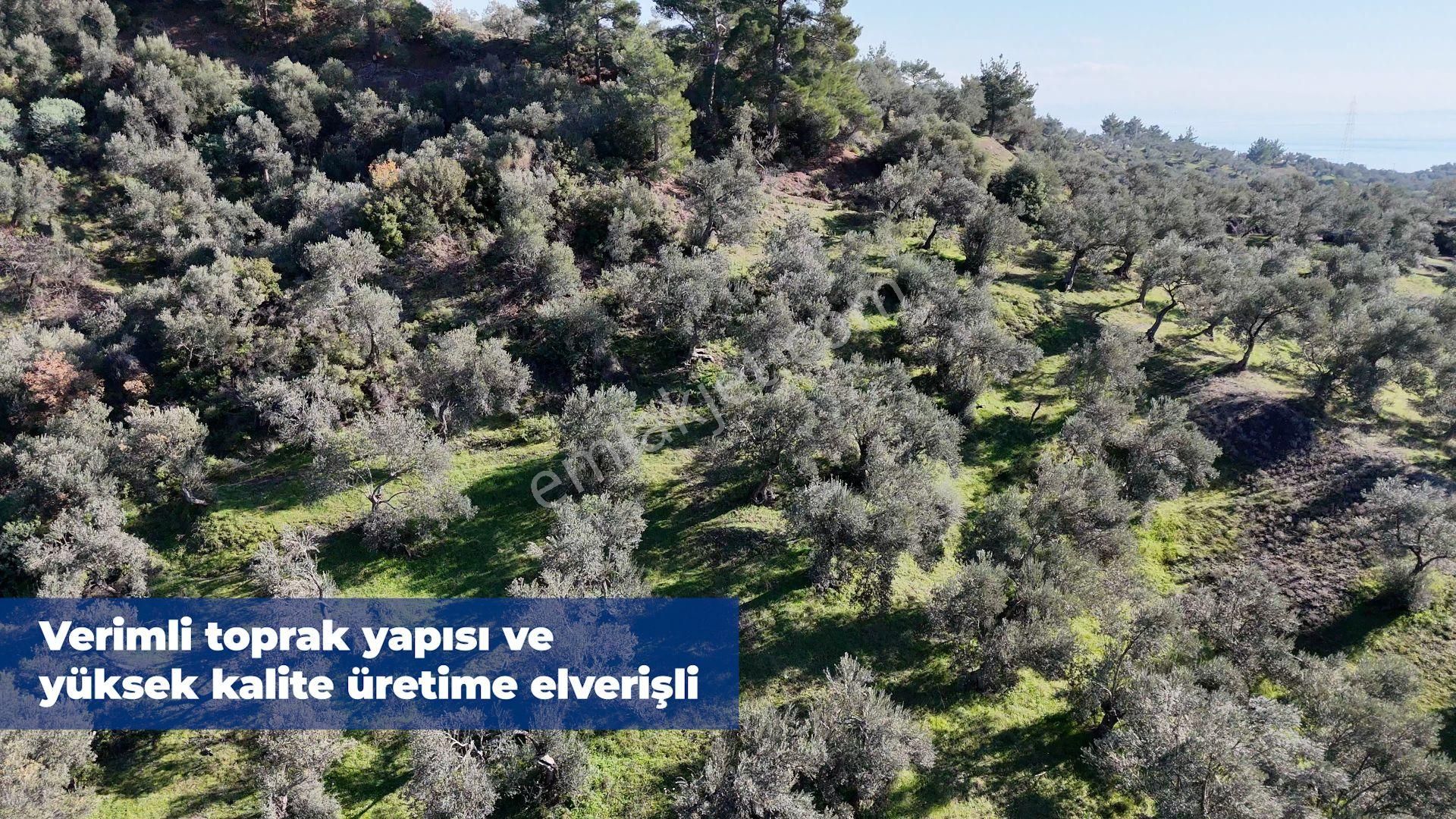 Narlı Köyü’nde | Yüksek Verim | 22.664m2 Zeytinlik - Görsel 5