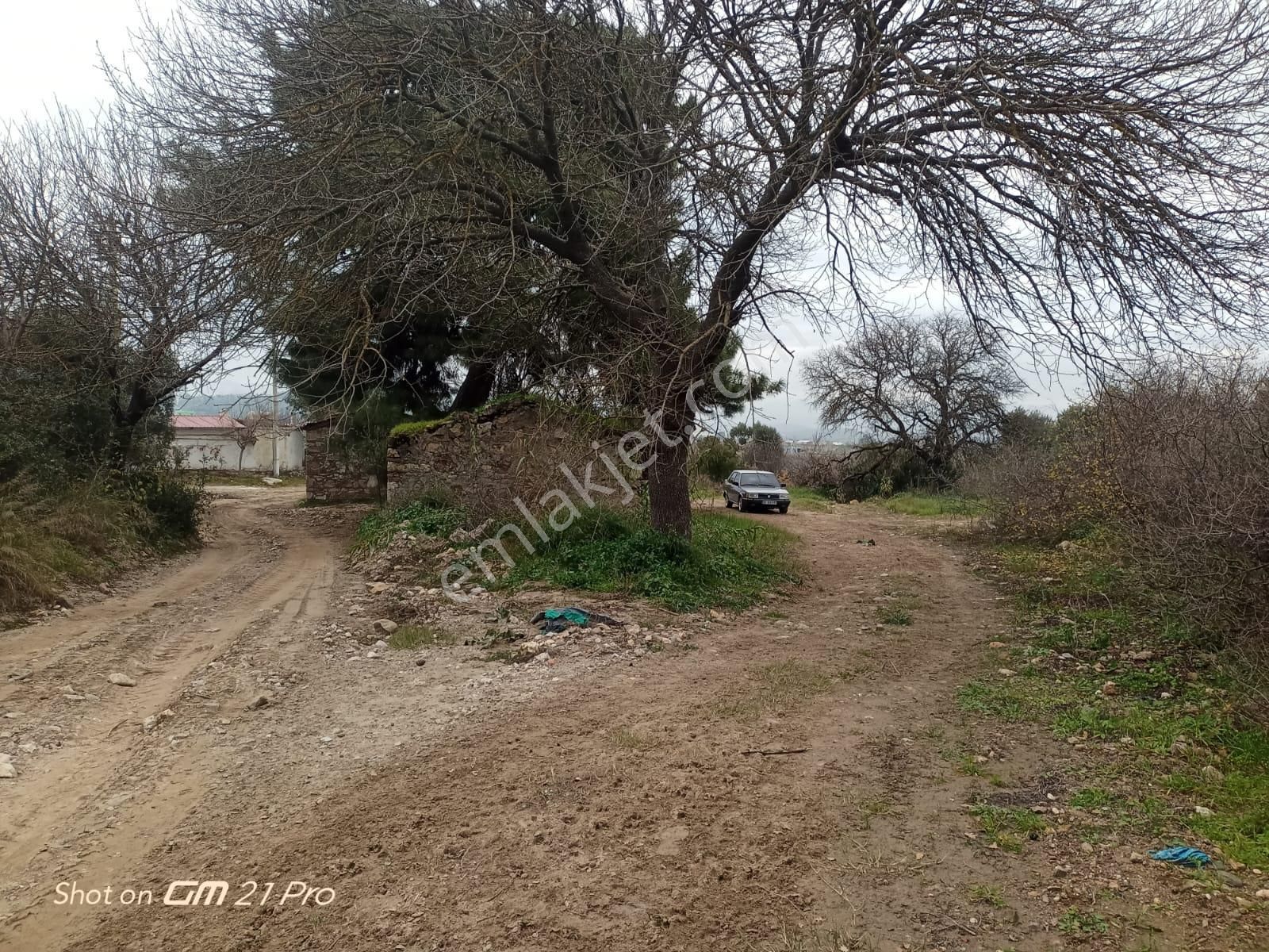 Aydın Germencik Gümüşyeniköyde Satılık Süper İncir Ve Zeytin Bahçesi - Görsel 5