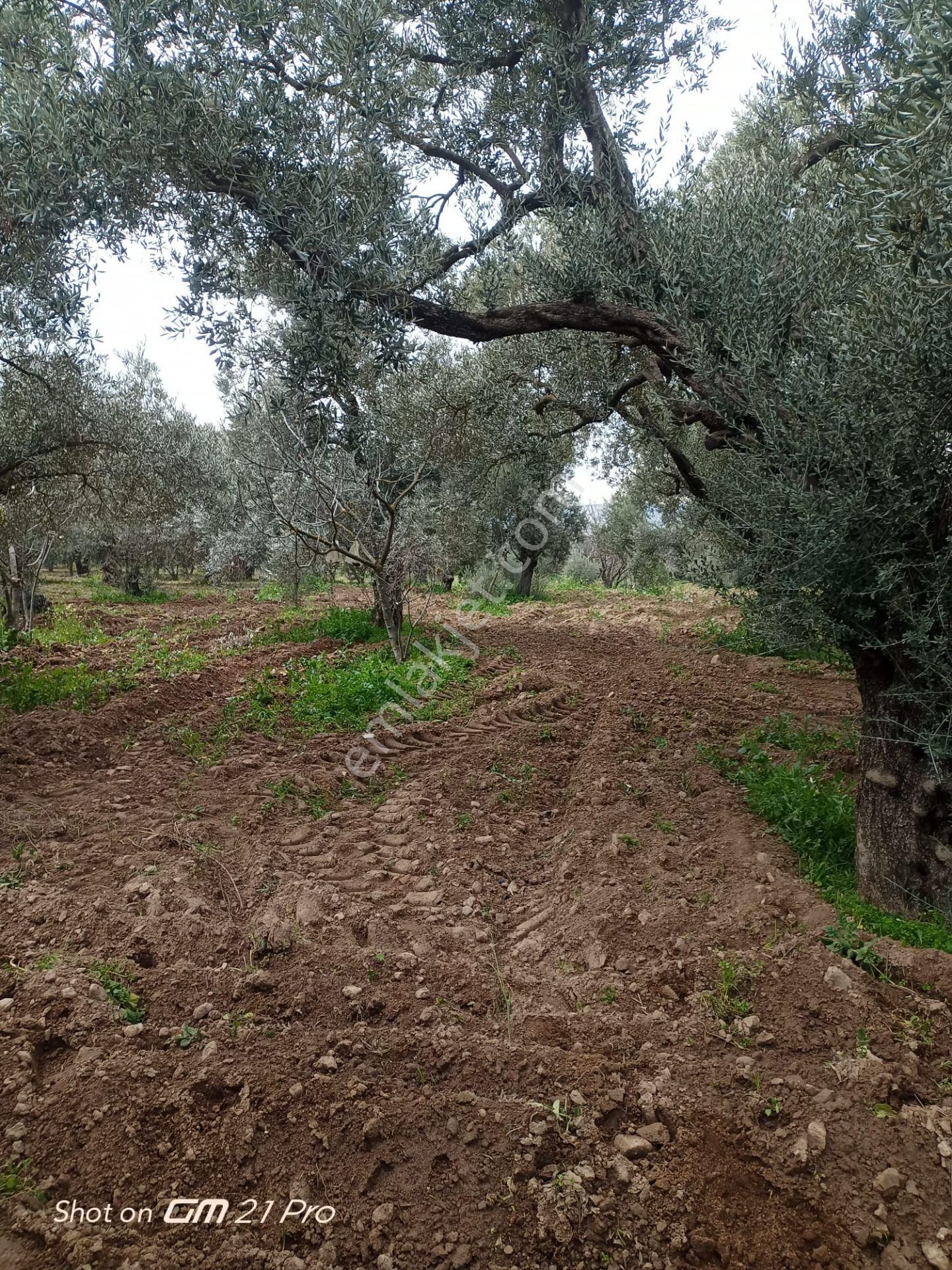 Aydın Germencik Gümüşyeniköyde Satılık Süper İncir Ve Zeytin Bahçesi