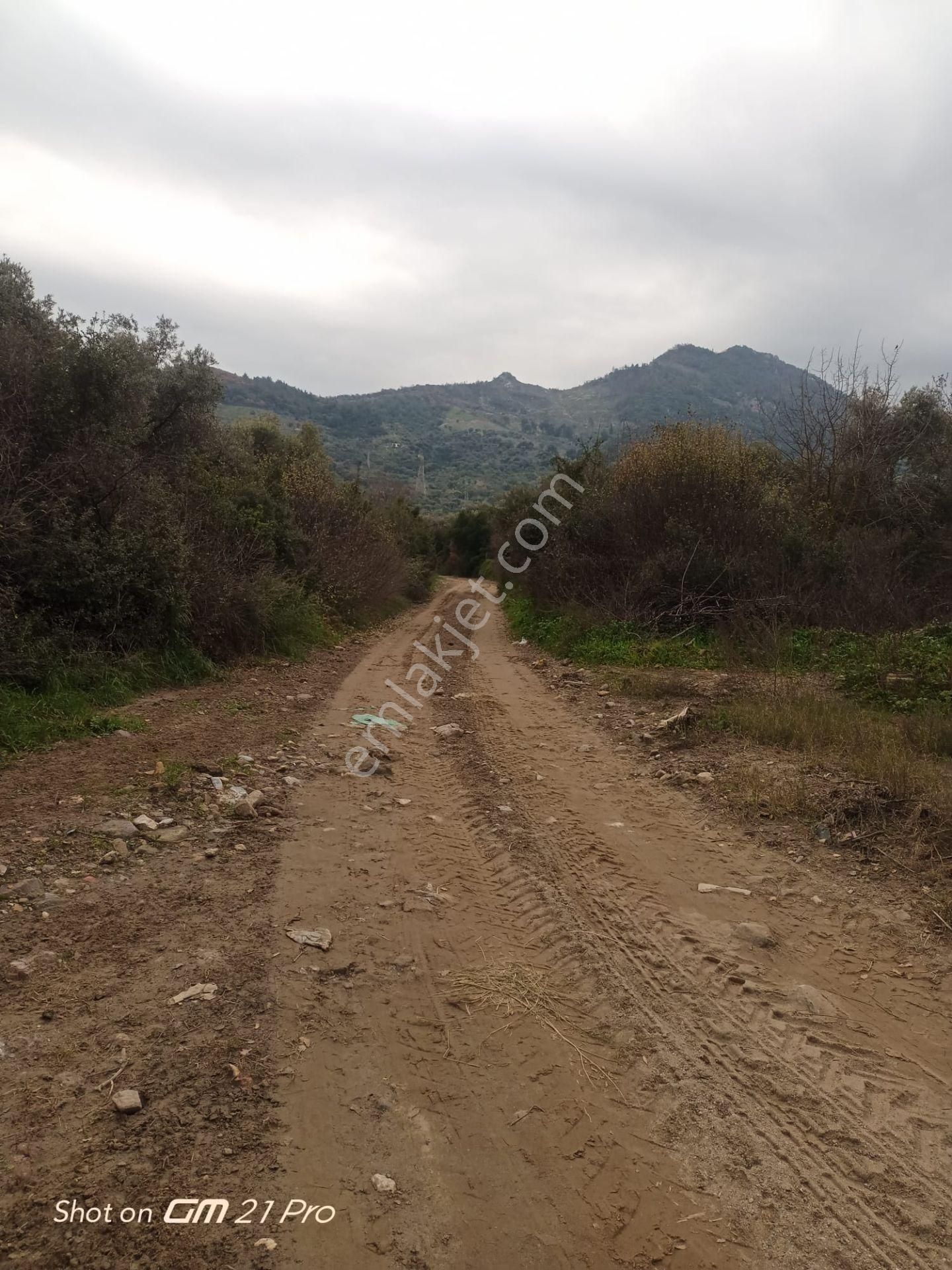 Aydın Germencik Gümüşyeniköyde Satılık Süper İncir Ve Zeytin Bahçesi - Görsel 11