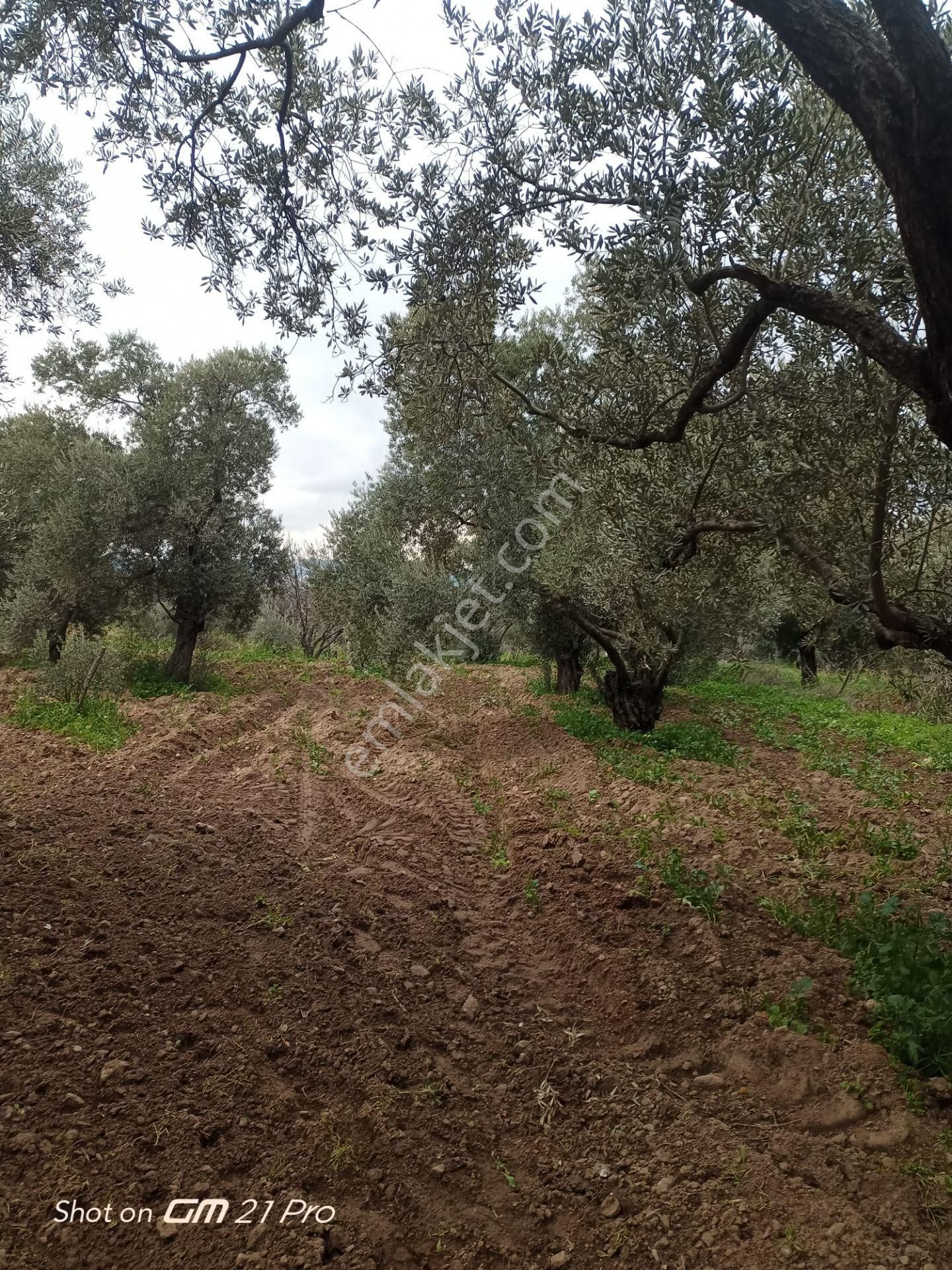 Aydın Germencik Gümüşyeniköyde Satılık Süper İncir Ve Zeytin Bahçesi - Görsel 30