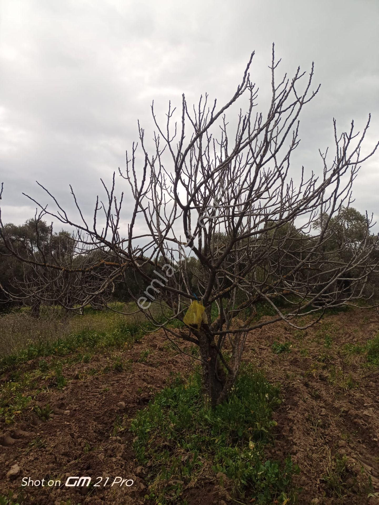 Aydın Germencik Gümüşyeniköyde Satılık Süper İncir Ve Zeytin Bahçesi - Görsel 9
