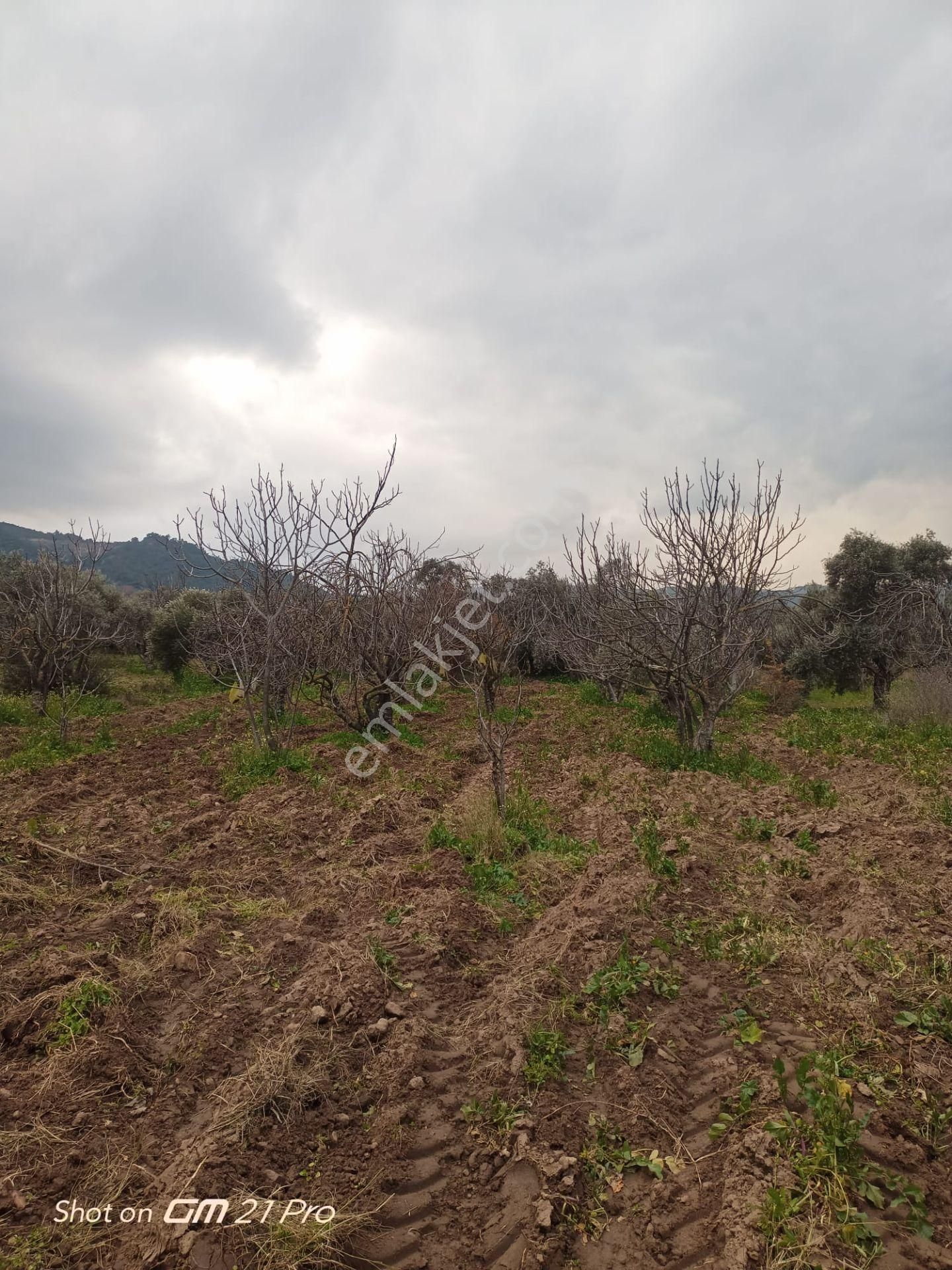 Aydın Germencik Gümüşyeniköyde Satılık Süper İncir Ve Zeytin Bahçesi - Görsel 17