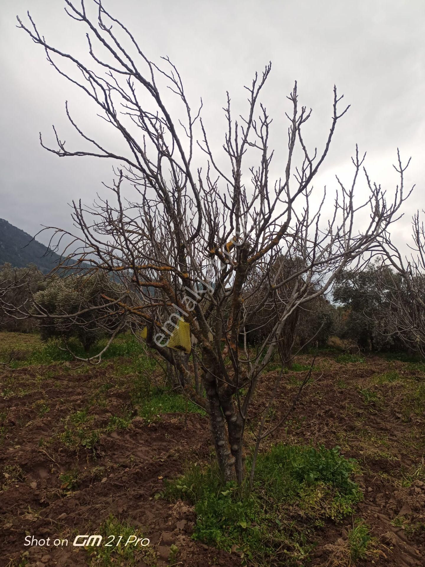 Aydın Germencik Gümüşyeniköyde Satılık Süper İncir Ve Zeytin Bahçesi - Görsel 12