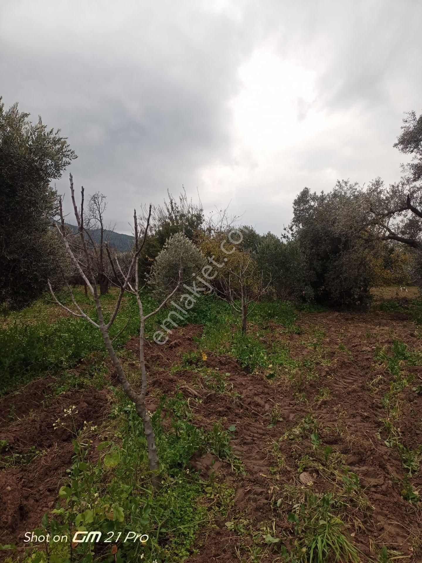 Aydın Germencik Gümüşyeniköyde Satılık Süper İncir Ve Zeytin Bahçesi - Görsel 21