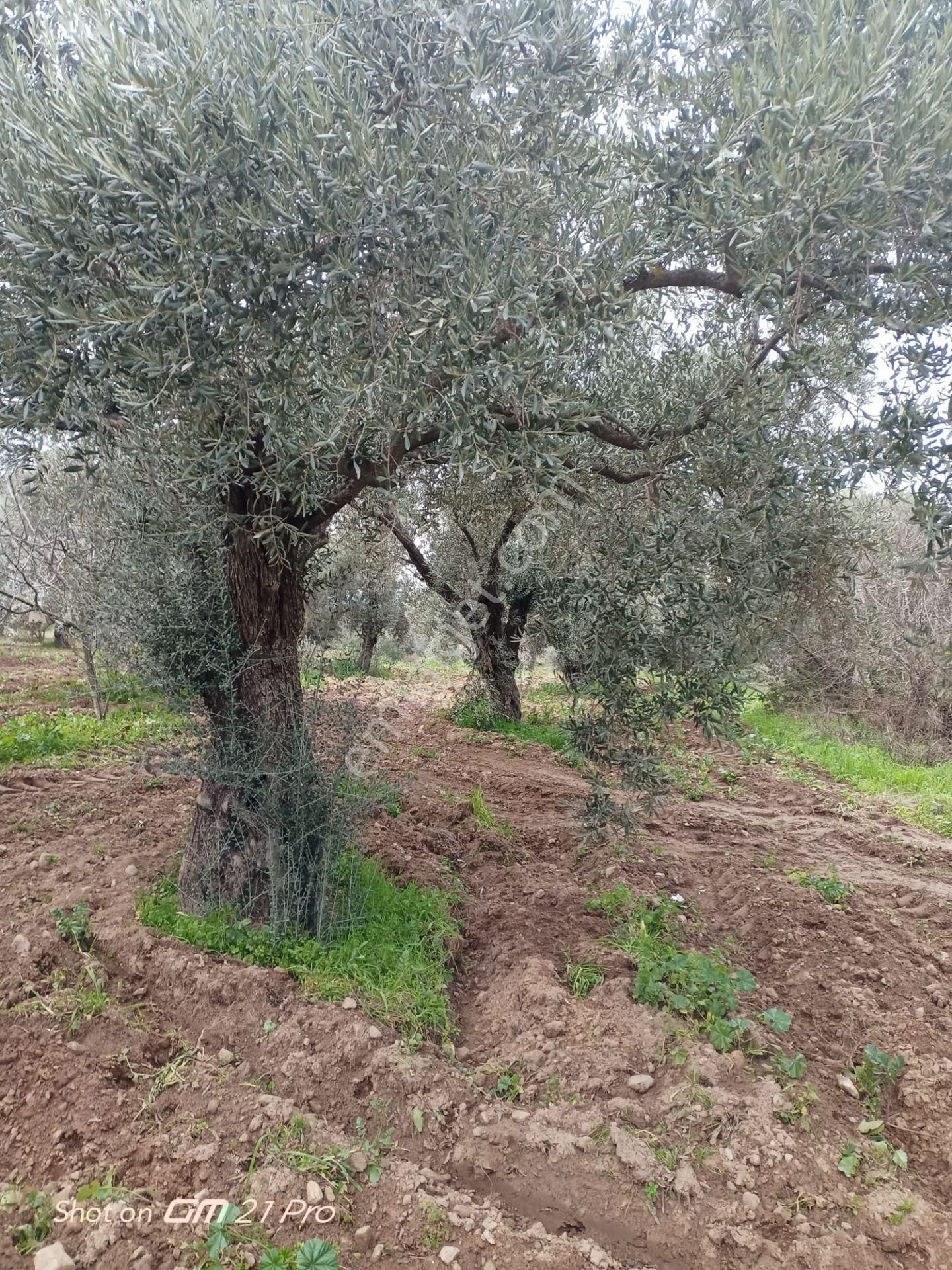 Aydın Germencik Gümüşyeniköyde Satılık Süper İncir Ve Zeytin Bahçesi - Görsel 20