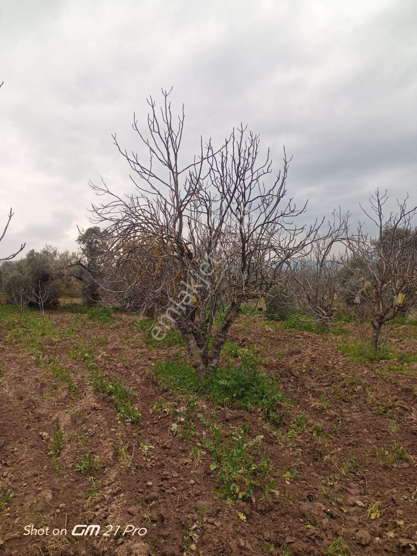 Aydın Germencik Gümüşyeniköyde Satılık Süper İncir Ve Zeytin Bahçesi - Görsel 10