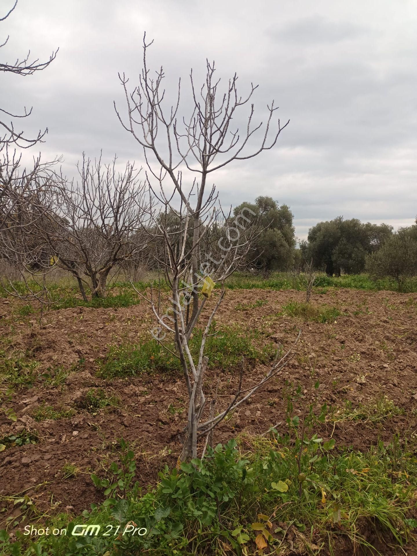 Aydın Germencik Gümüşyeniköyde Satılık Süper İncir Ve Zeytin Bahçesi - Görsel 27