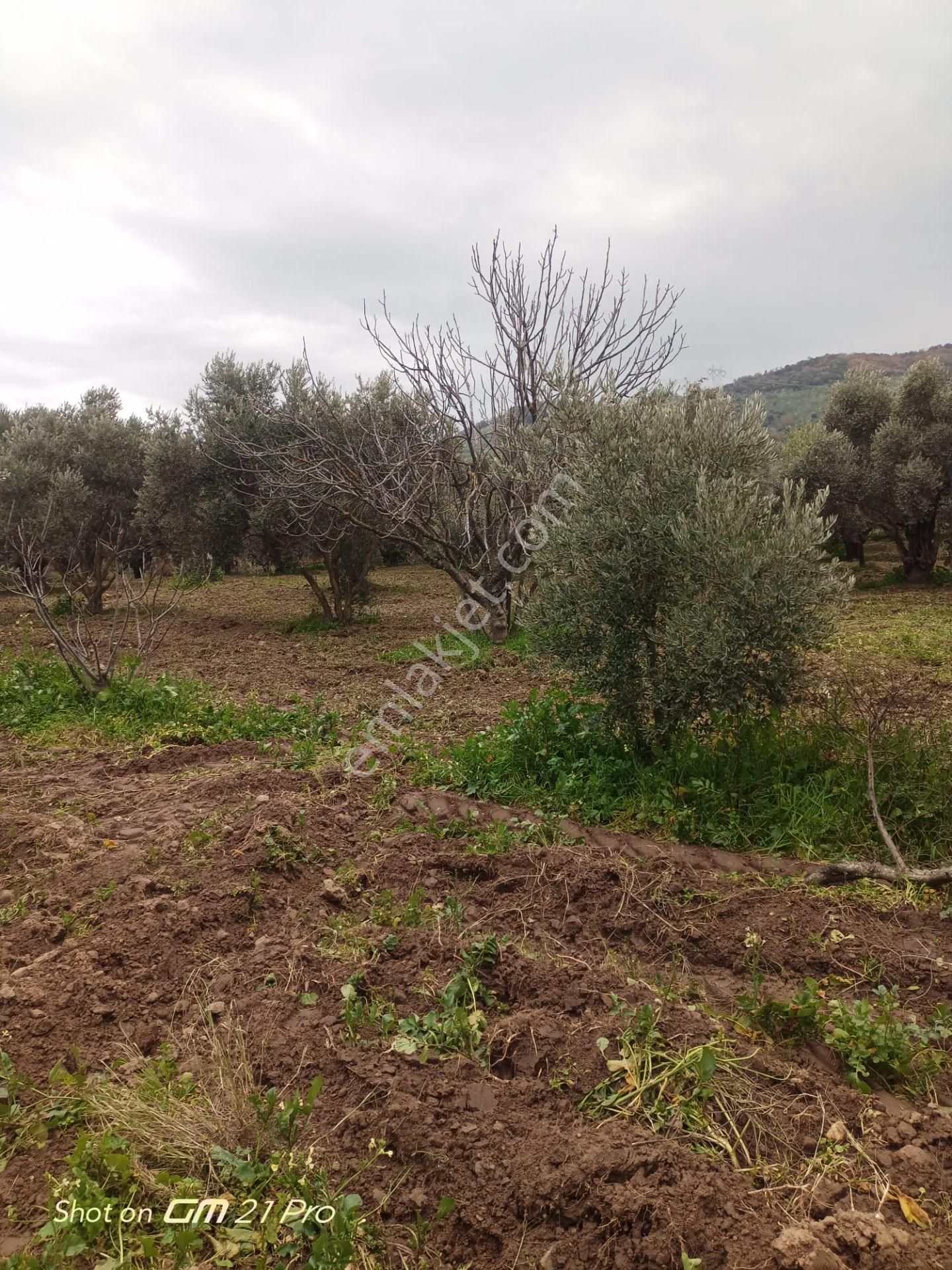 Aydın Germencik Gümüşyeniköyde Satılık Süper İncir Ve Zeytin Bahçesi - Görsel 34