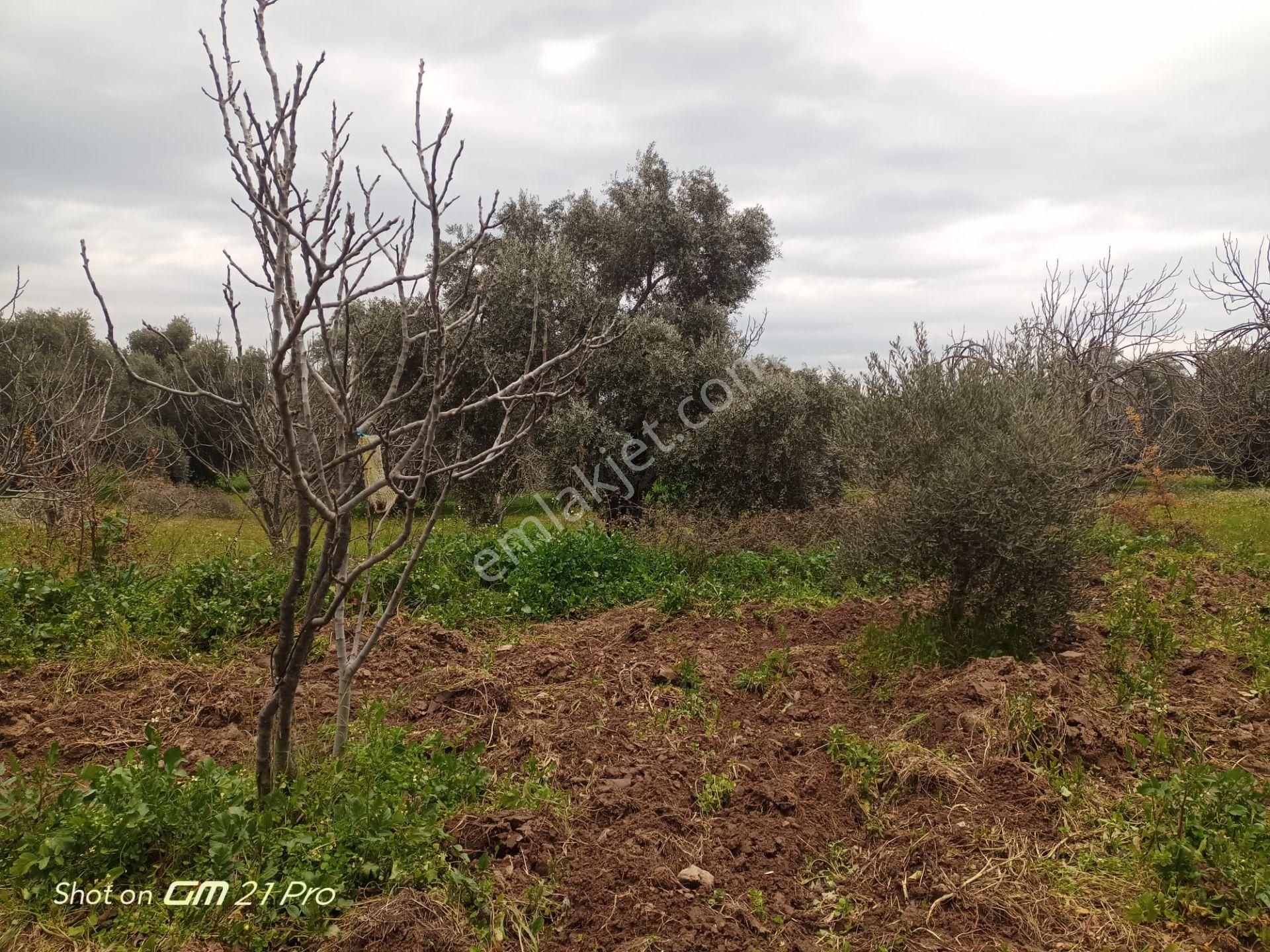 Aydın Germencik Gümüşyeniköyde Satılık Süper İncir Ve Zeytin Bahçesi - Görsel 18