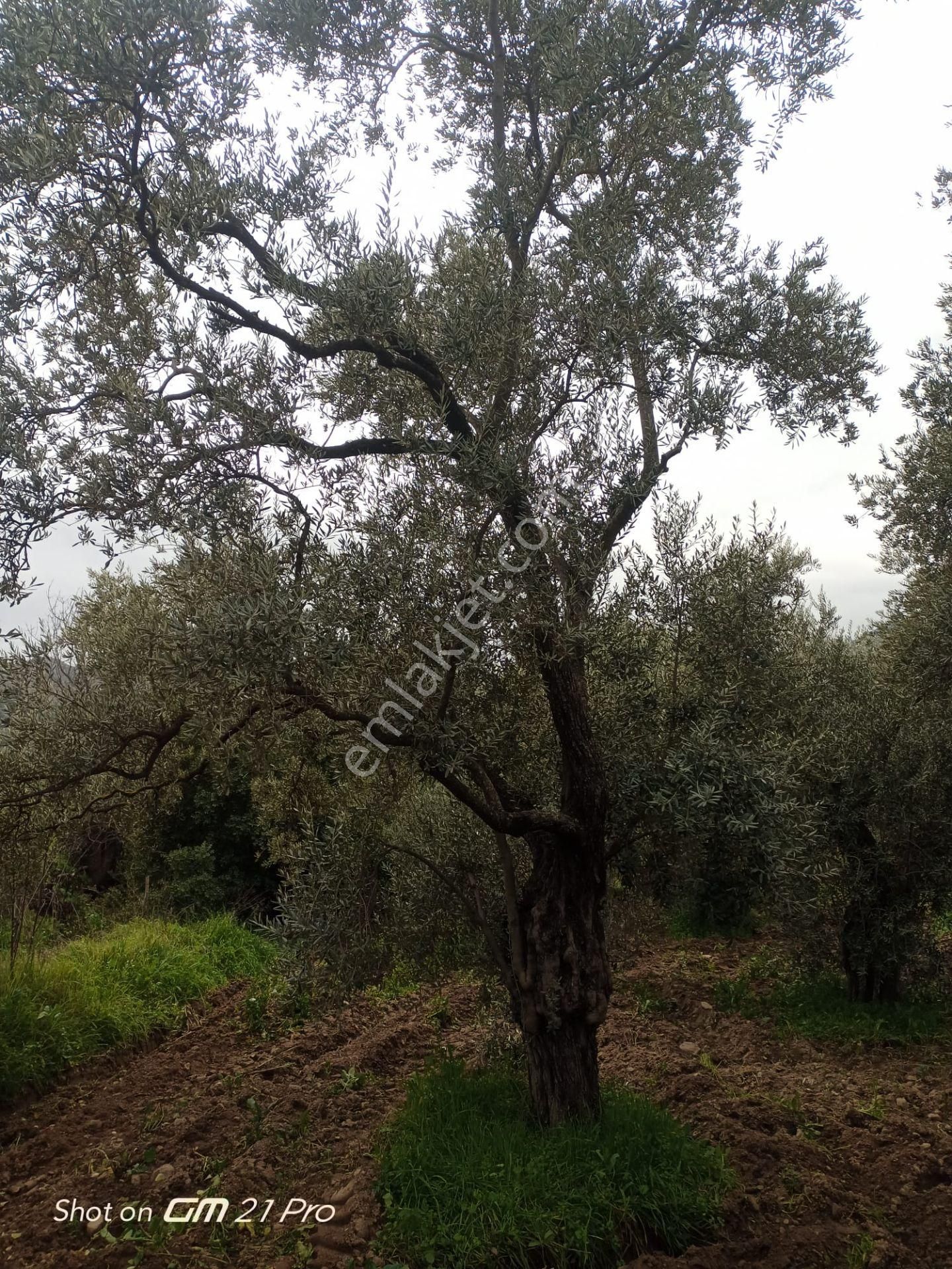 Aydın Germencik Gümüşyeniköyde Satılık Süper İncir Ve Zeytin Bahçesi - Görsel 7