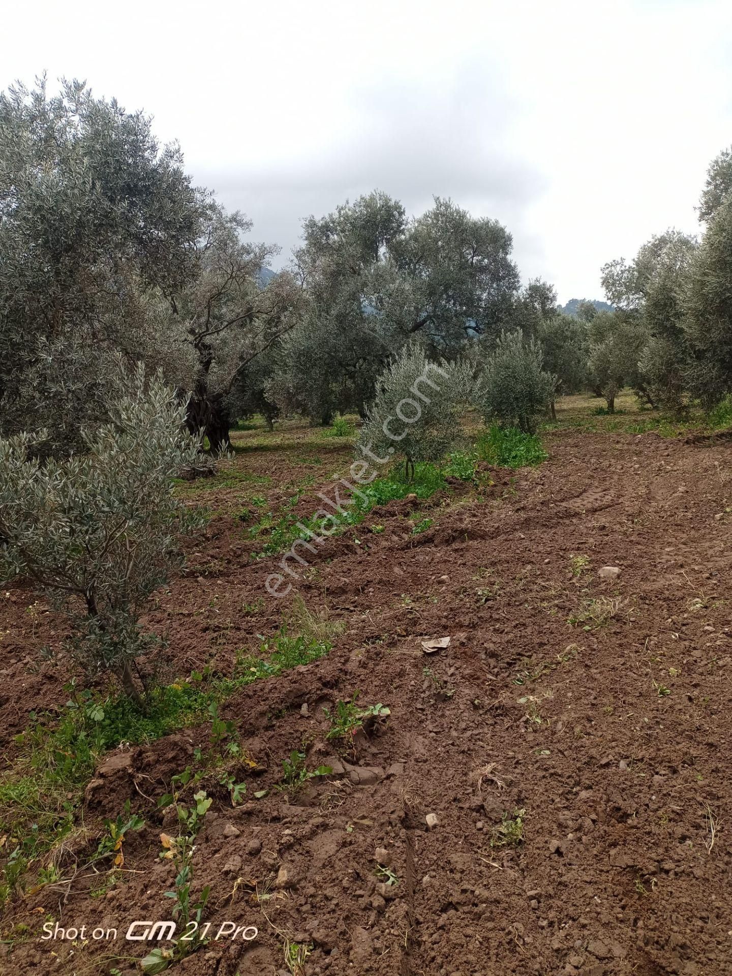 Aydın Germencik Gümüşyeniköyde Satılık Süper İncir Ve Zeytin Bahçesi - Görsel 26