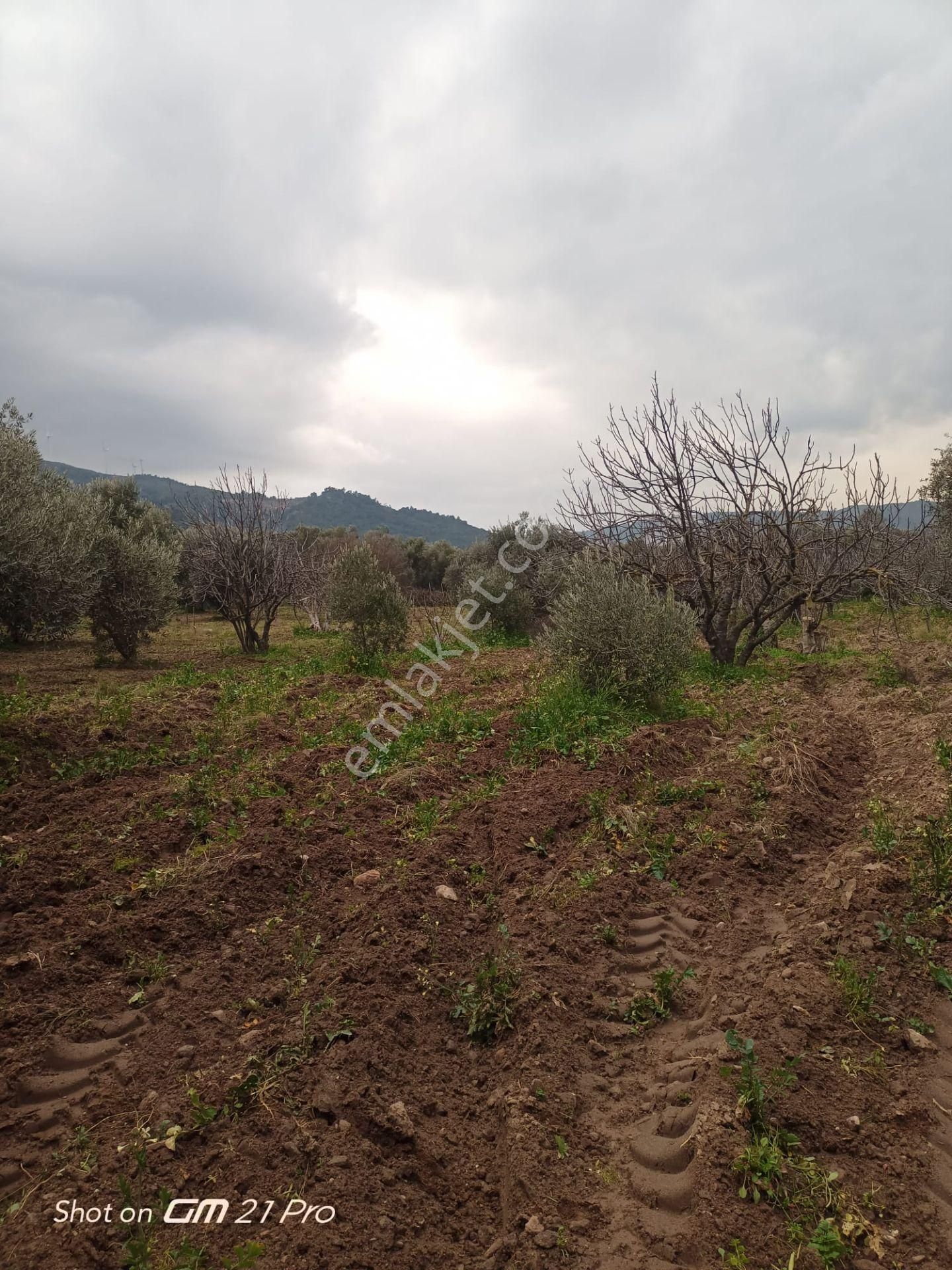 Aydın Germencik Gümüşyeniköyde Satılık Süper İncir Ve Zeytin Bahçesi - Görsel 15