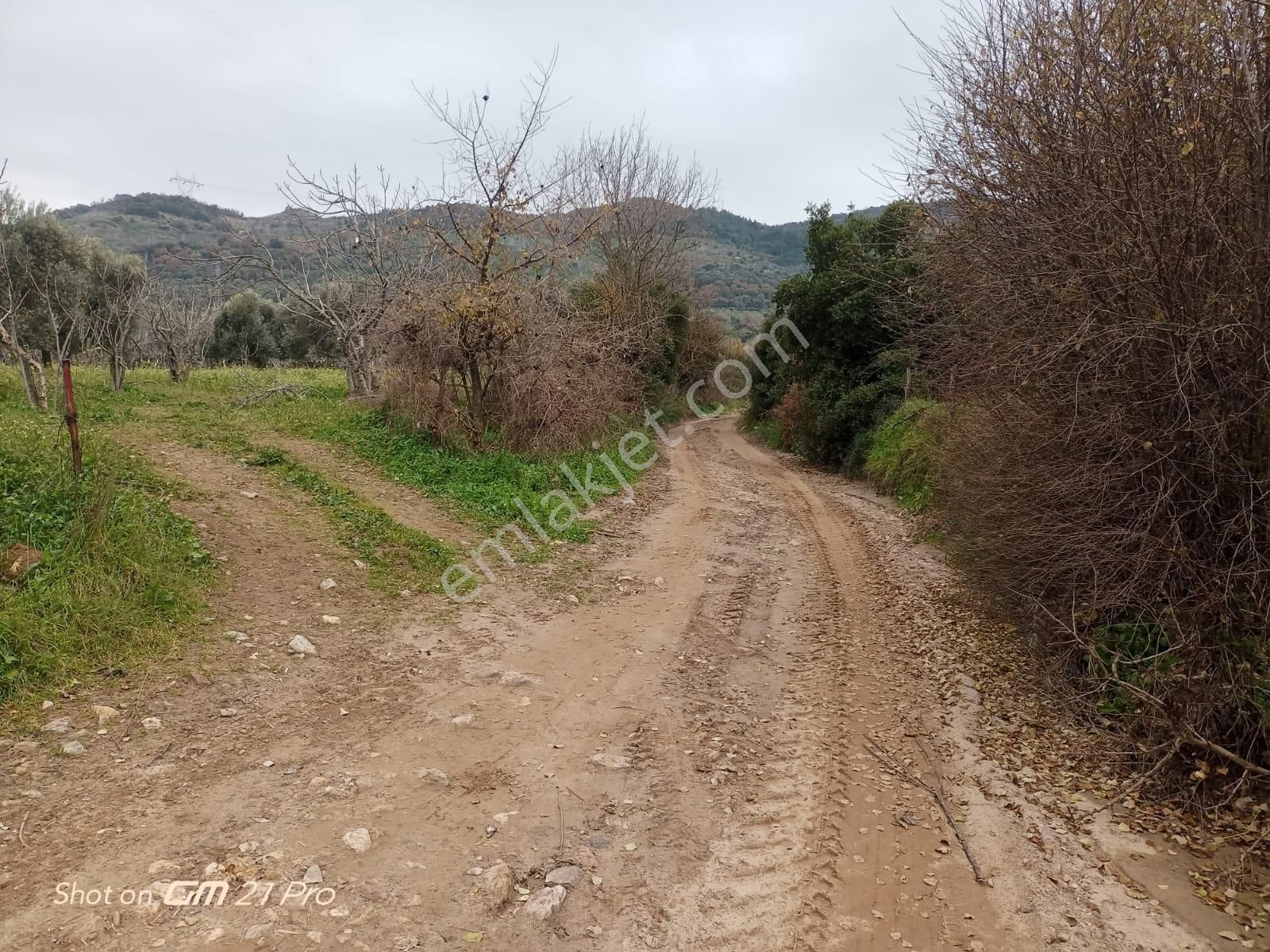 Aydın Germencik Gümüşyeniköyde Satılık Süper İncir Ve Zeytin Bahçesi - Görsel 2