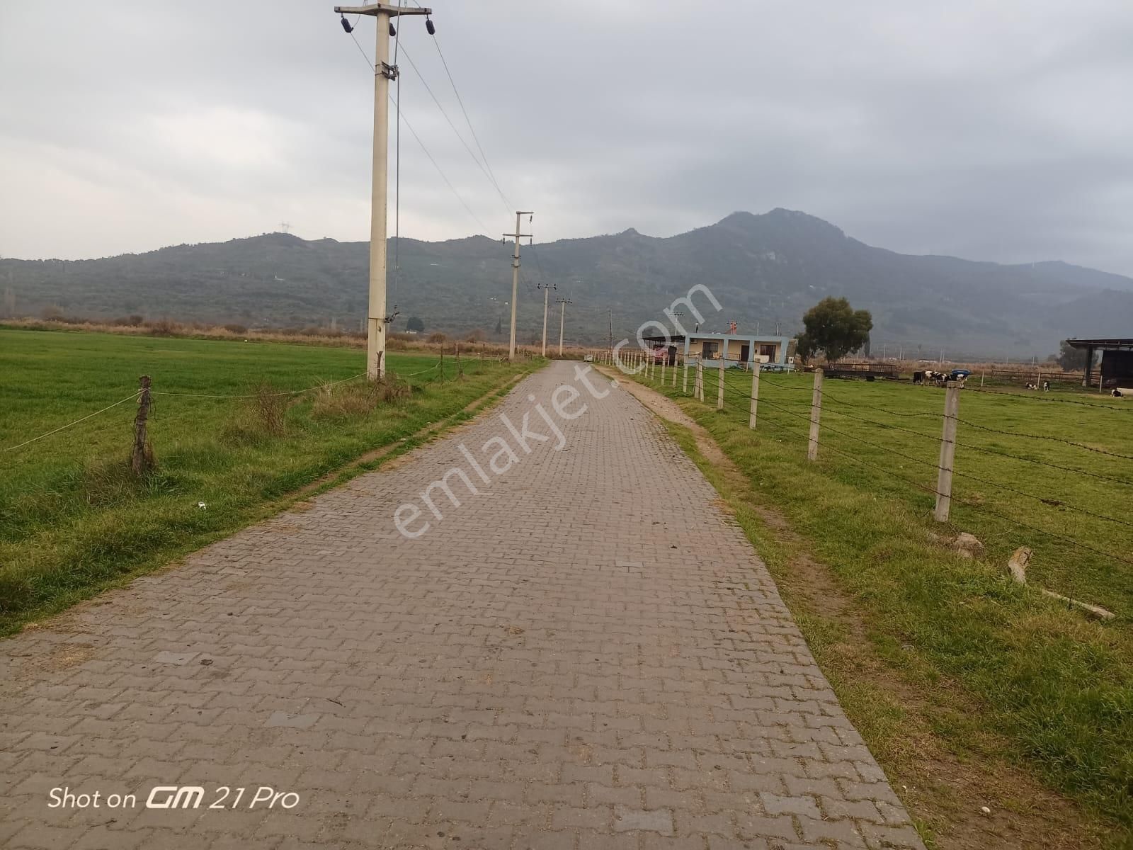 Aydın Germencik Gümüşyeniköyde Satılık Süper İncir Ve Zeytin Bahçesi - Görsel 3