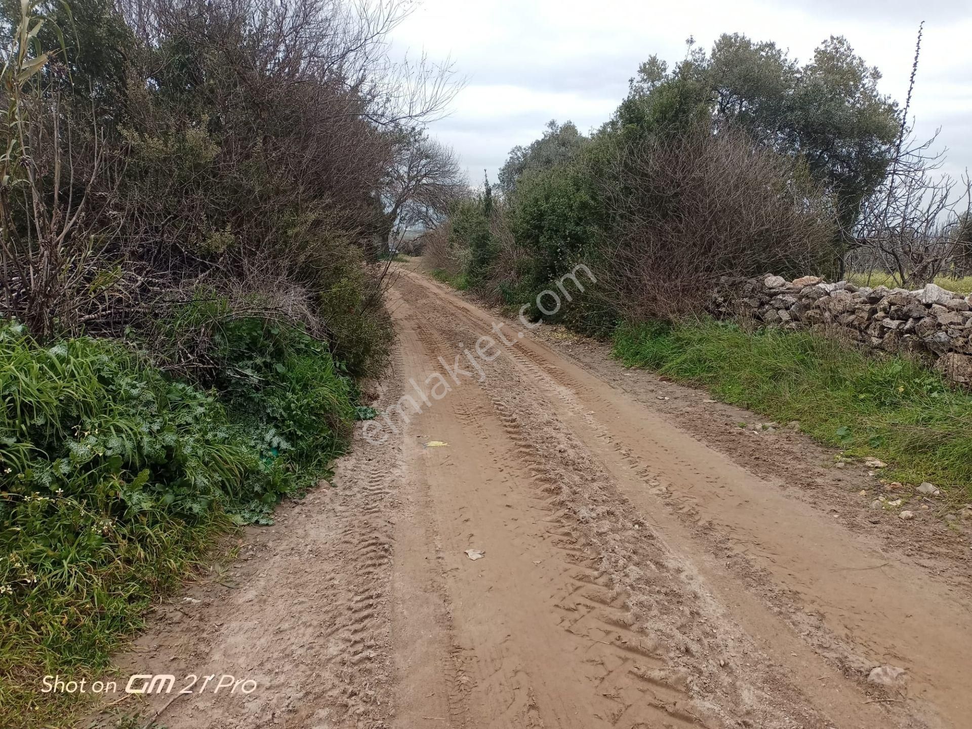 Aydın Germencik Gümüşyeniköyde Satılık Süper İncir Ve Zeytin Bahçesi - Görsel 22