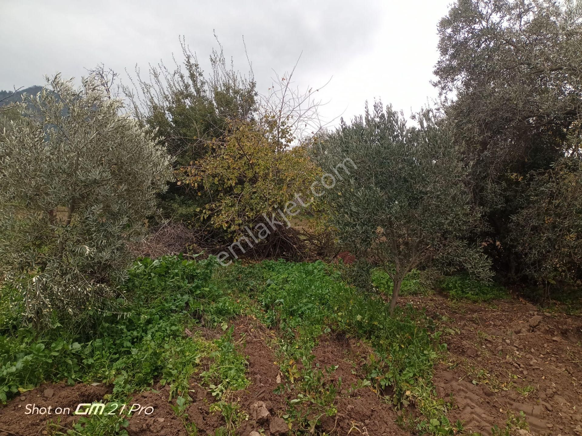 Aydın Germencik Gümüşyeniköyde Satılık Süper İncir Ve Zeytin Bahçesi - Görsel 19