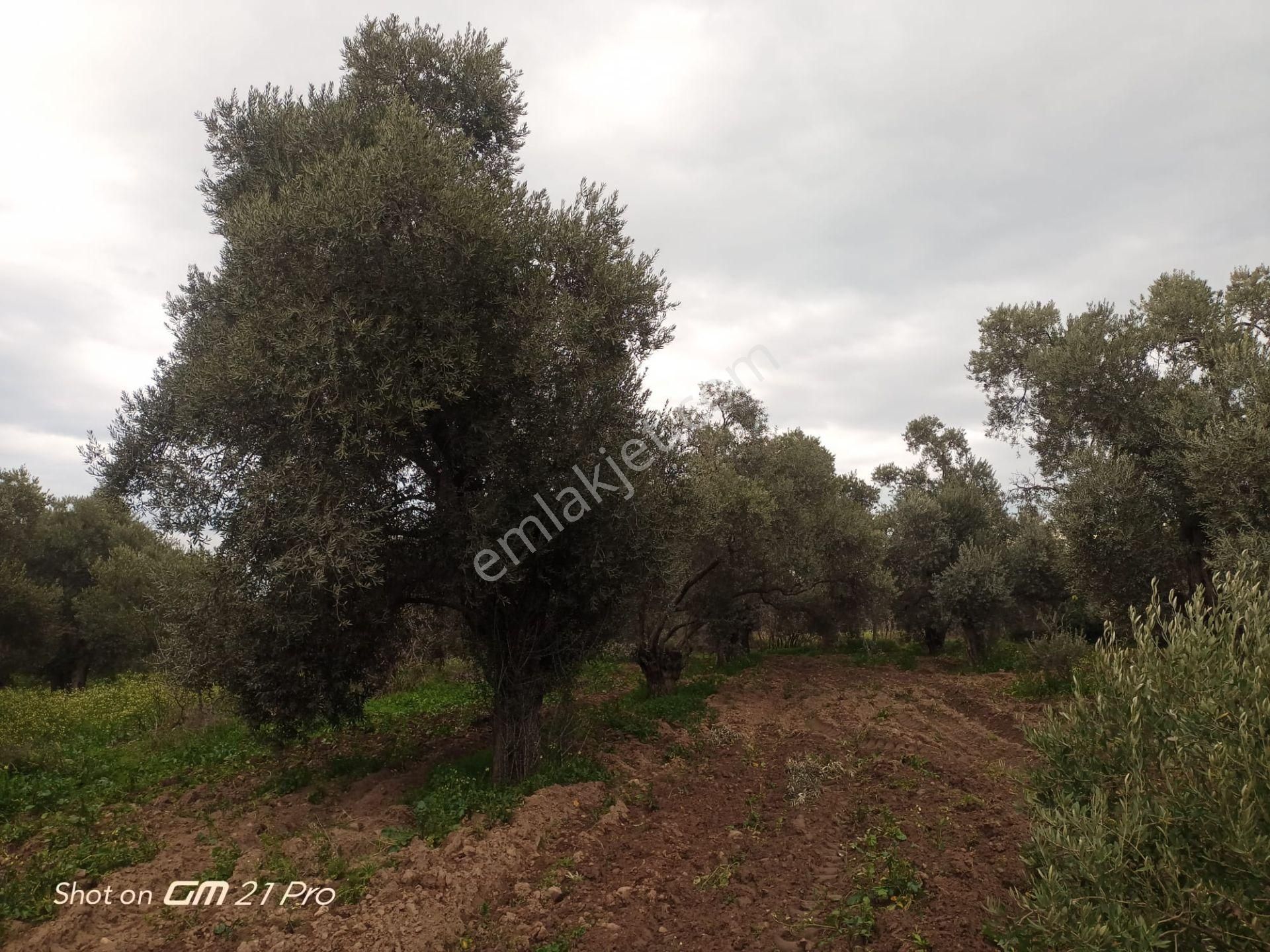 Aydın Germencik Gümüşyeniköyde Satılık Süper İncir Ve Zeytin Bahçesi - Görsel 14