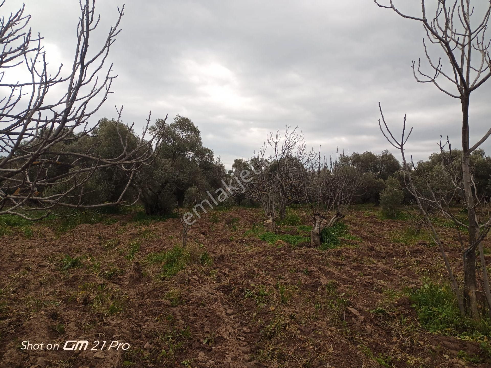 Aydın Germencik Gümüşyeniköyde Satılık Süper İncir Ve Zeytin Bahçesi - Görsel 16