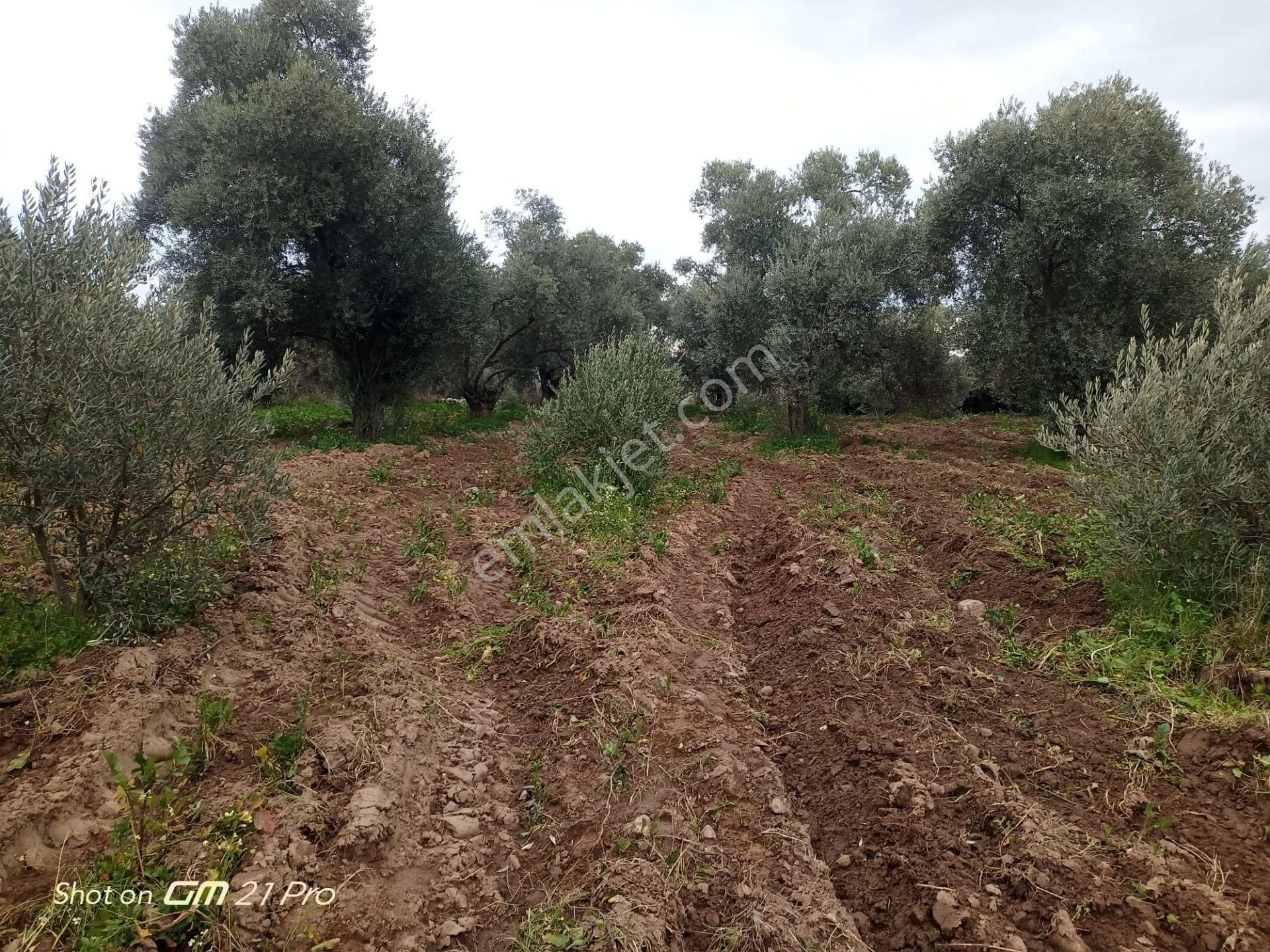 Aydın Germencik Gümüşyeniköyde Satılık Süper İncir Ve Zeytin Bahçesi - Görsel 25